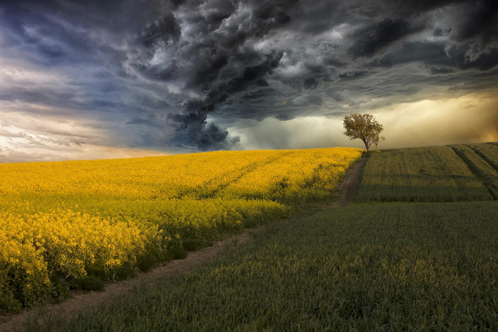 campo colza mais temporale nuvole albero