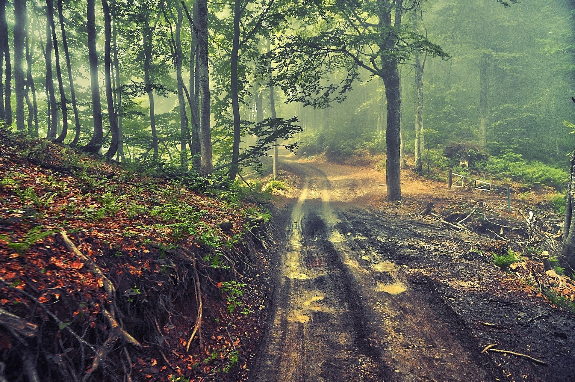 bosque árboles camino niebla