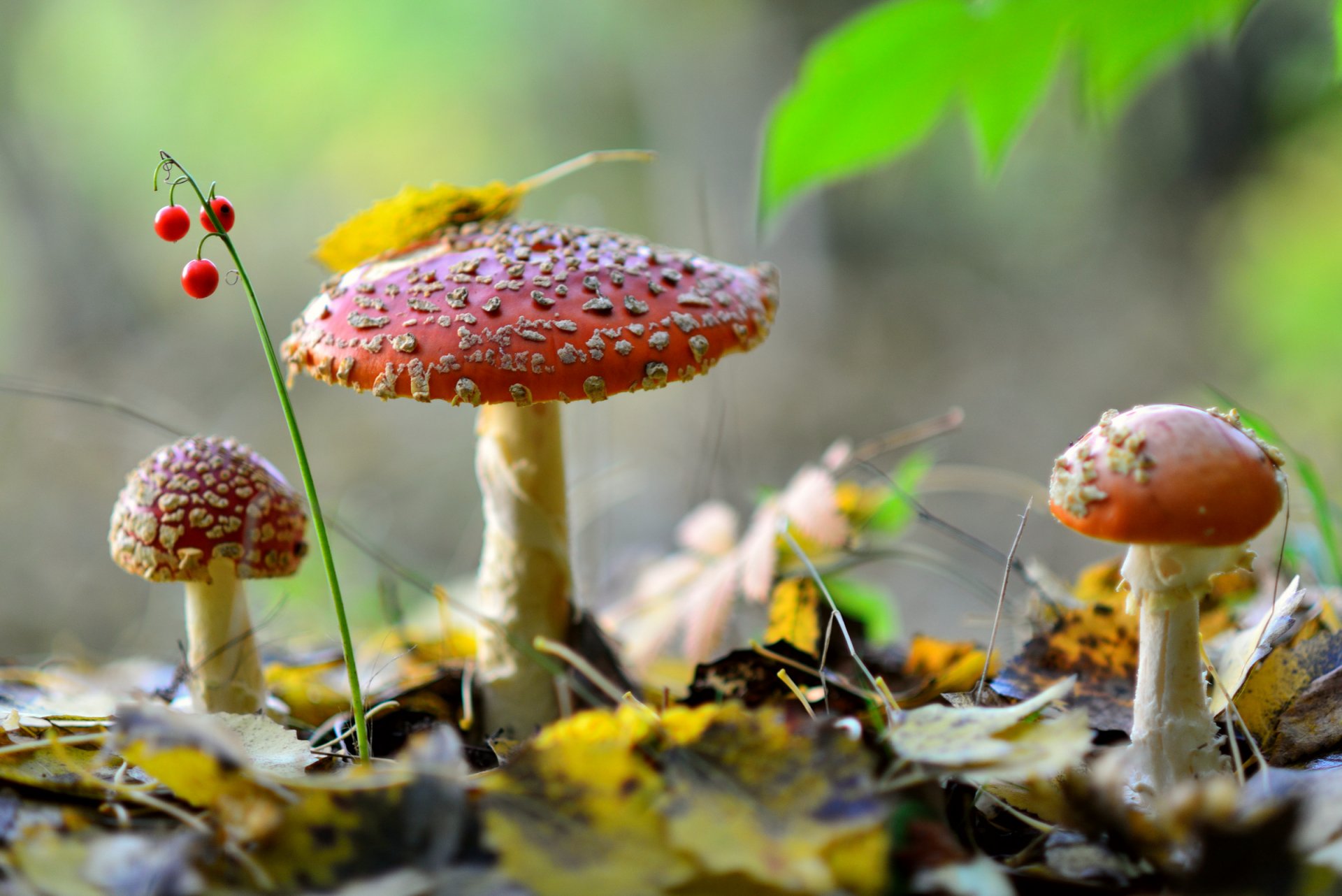 natur wald pilze amanita trio herbst blätter beeren maiglöckchen