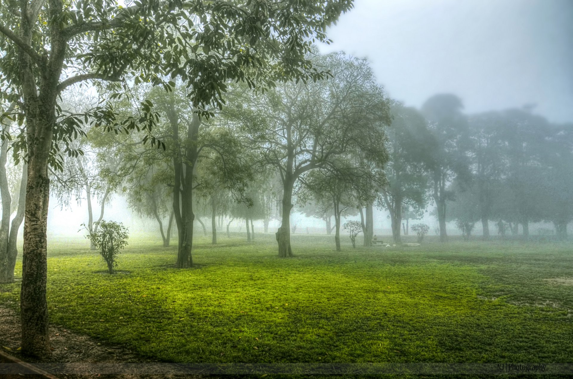 alberi mattina nebbia