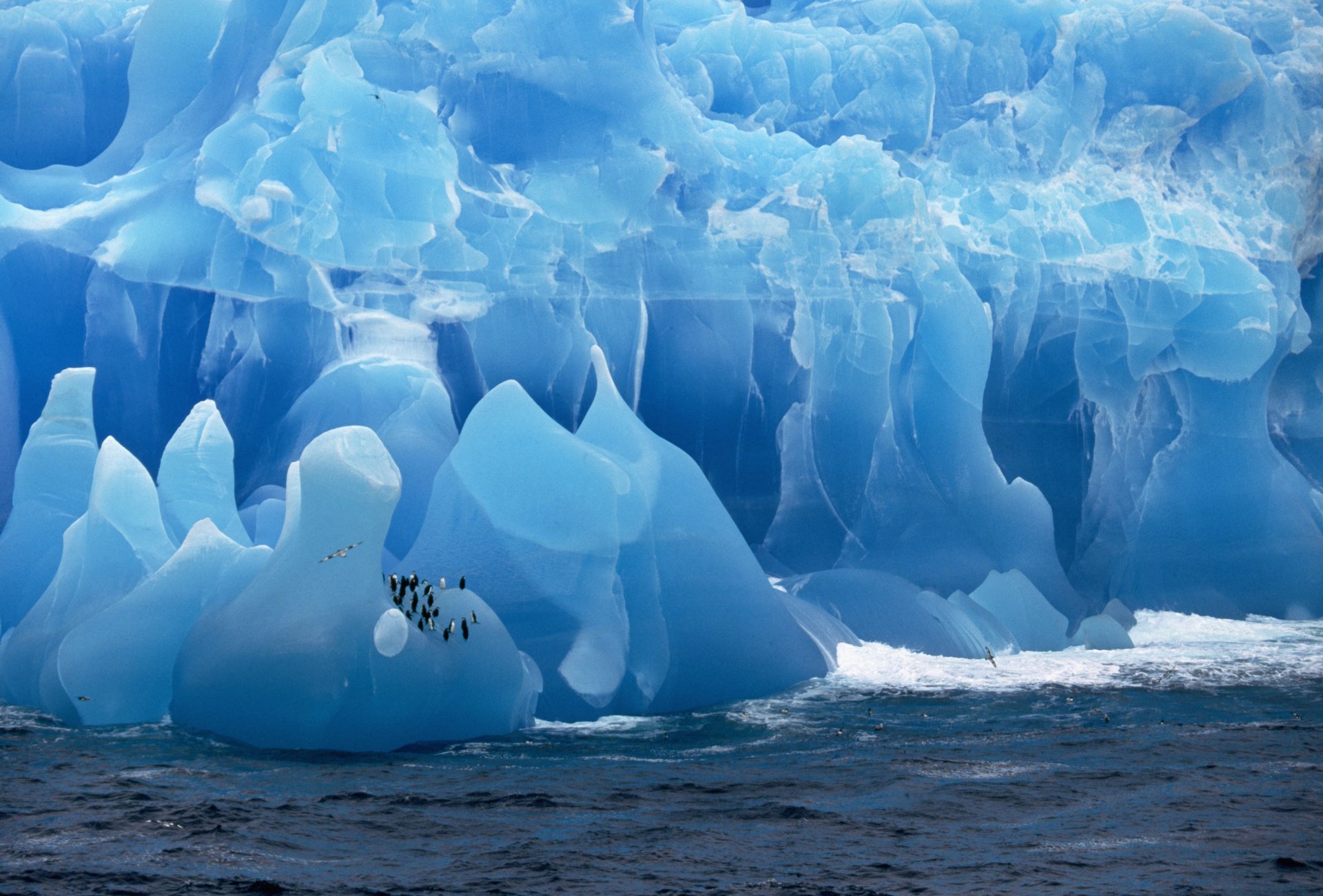 pinguine gletscher meer eis