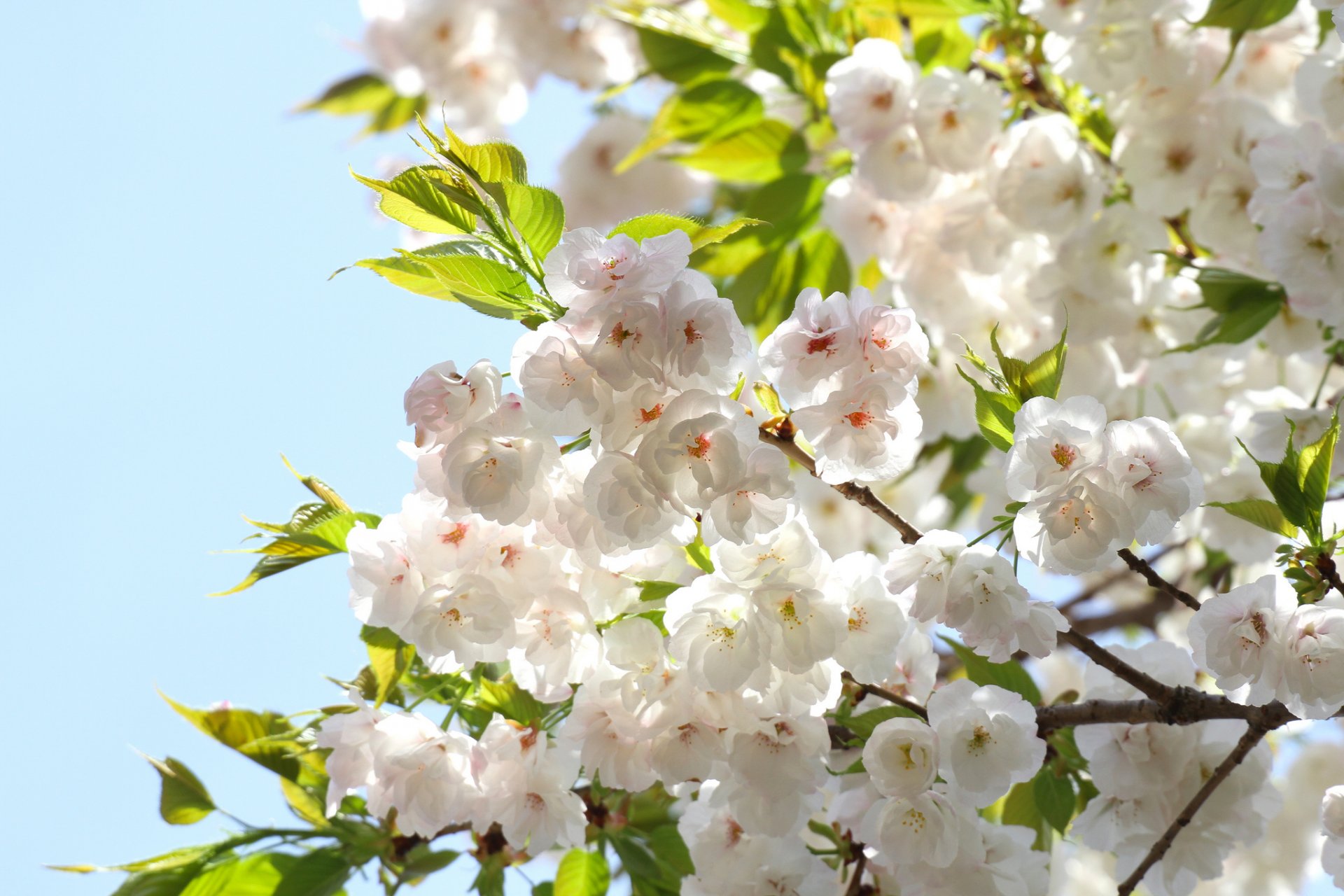 pring flower petals sakura branches leaves bloom sky