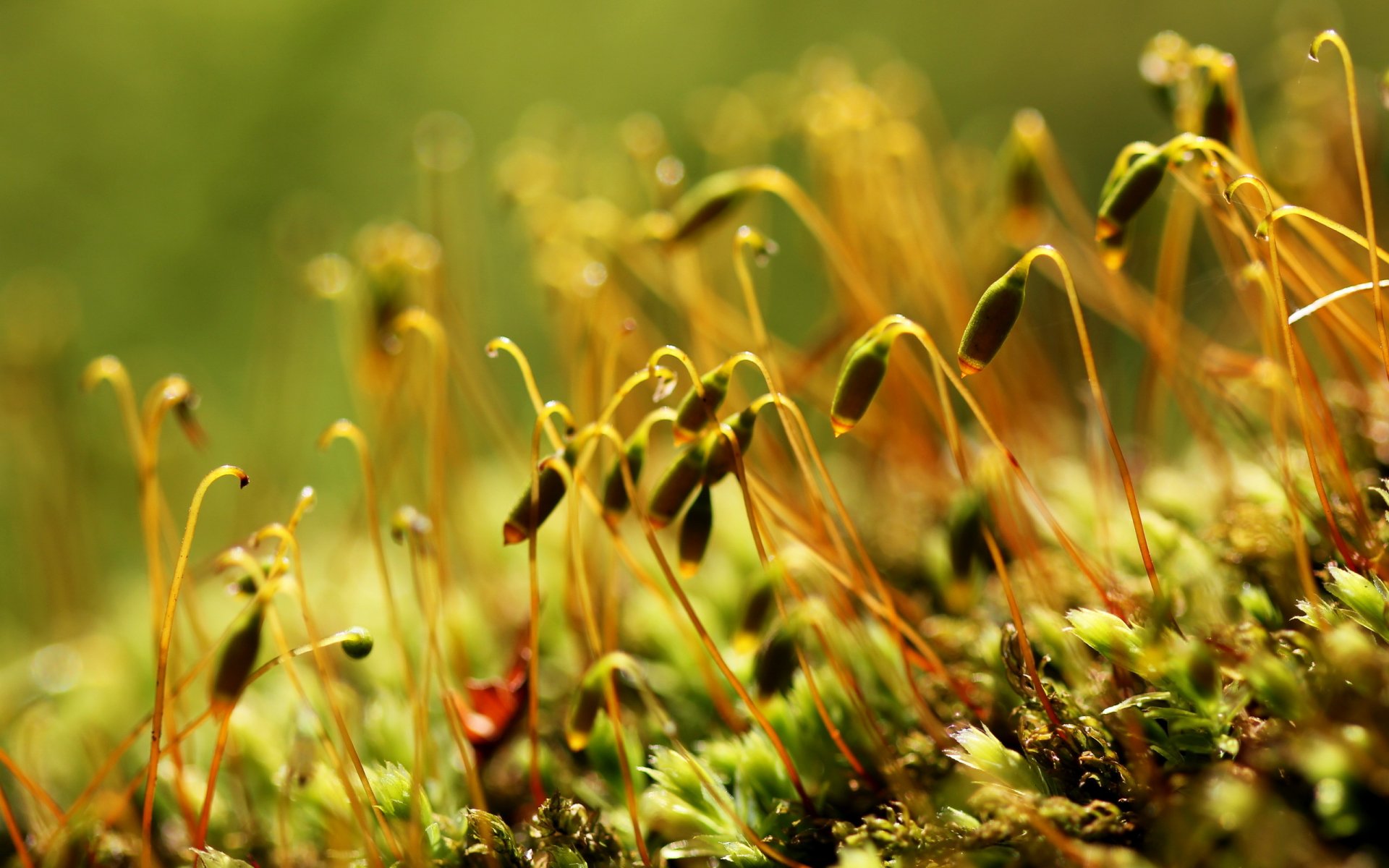 nature herbes gros plan été