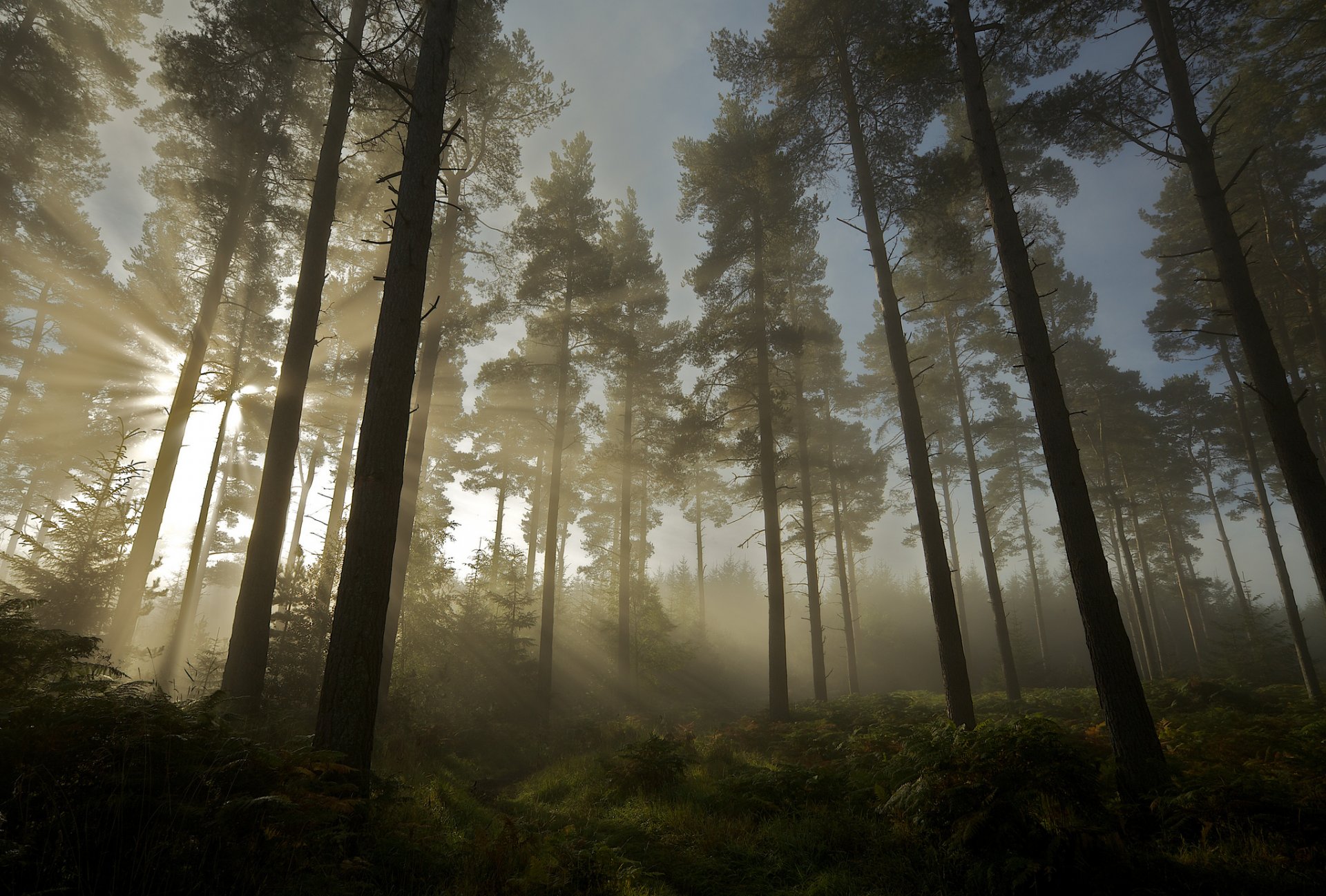 wald licht sonne bäume natur