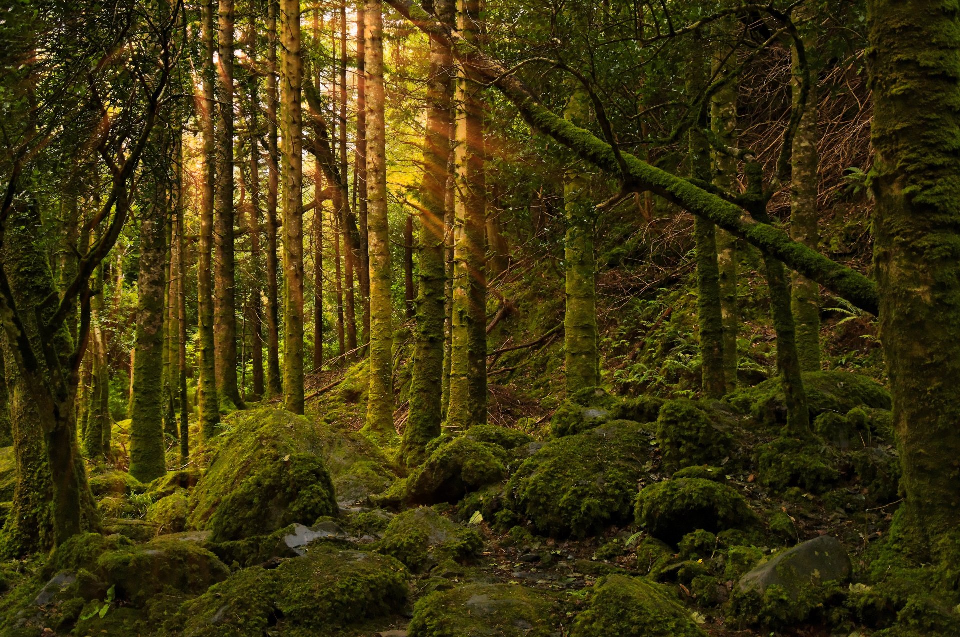 forêt lumière pierres mousse nature