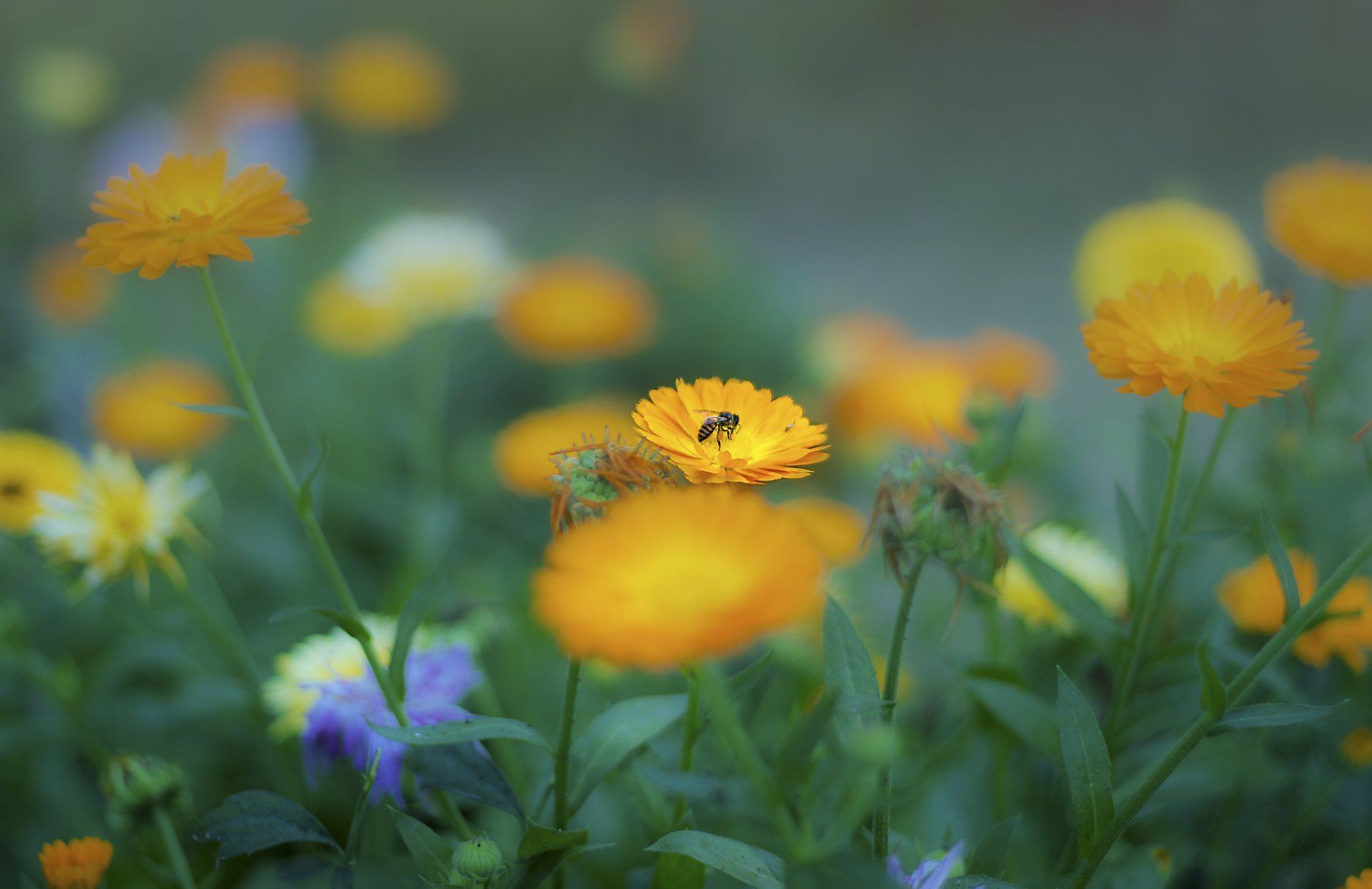 aiuola fiori gialli calendula insetto ape estate