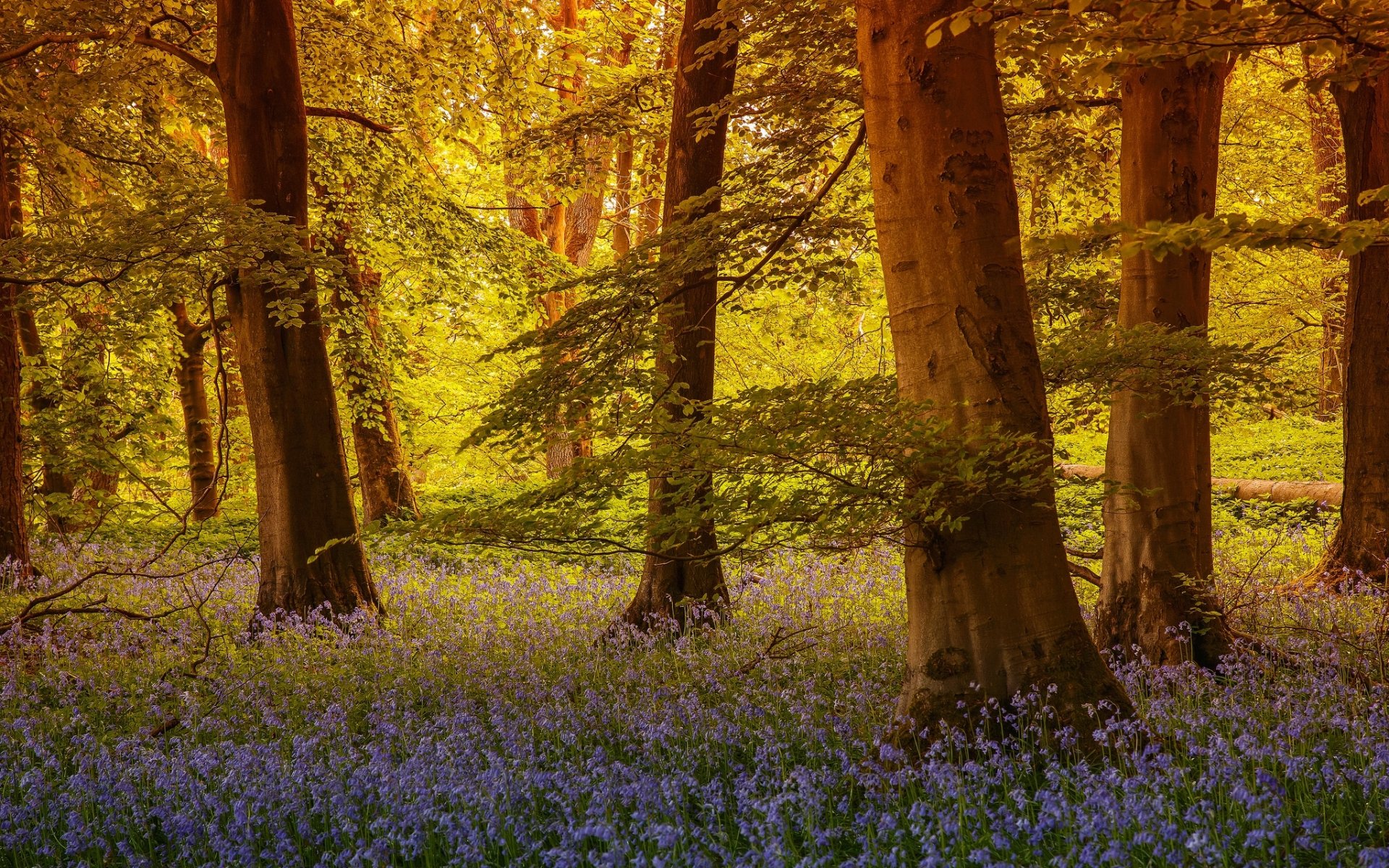 árbol de hierba yorkshire del norte inglaterra bosque árboles campanas flores