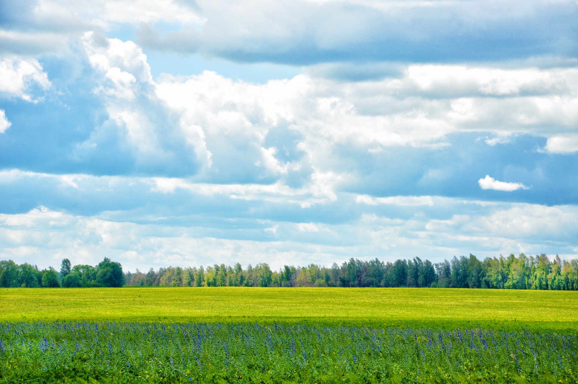 nature meadow sky clouds forest