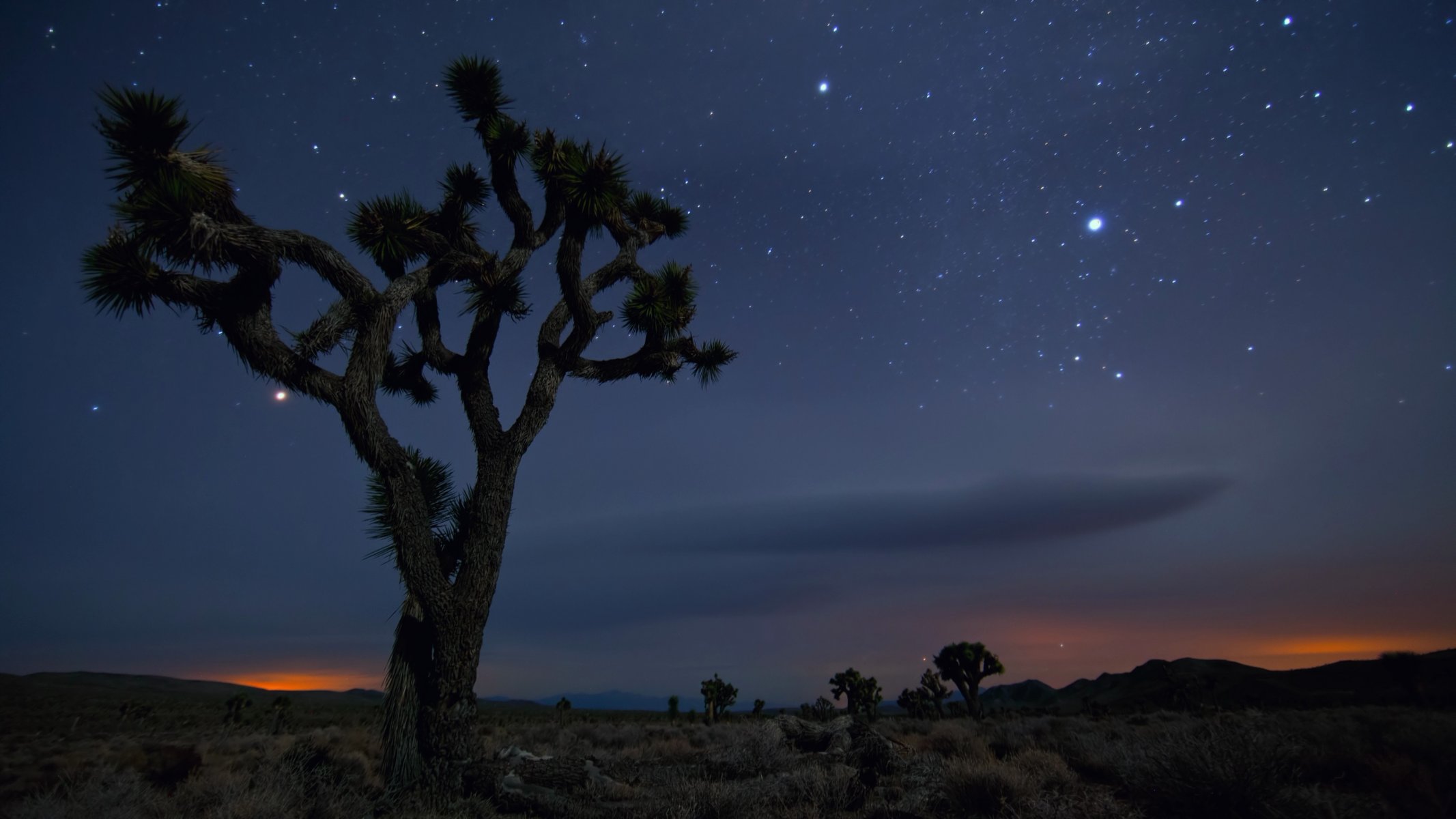 joshua tree national park kalifornia pustynia piasek drzewo meksyk usa noc