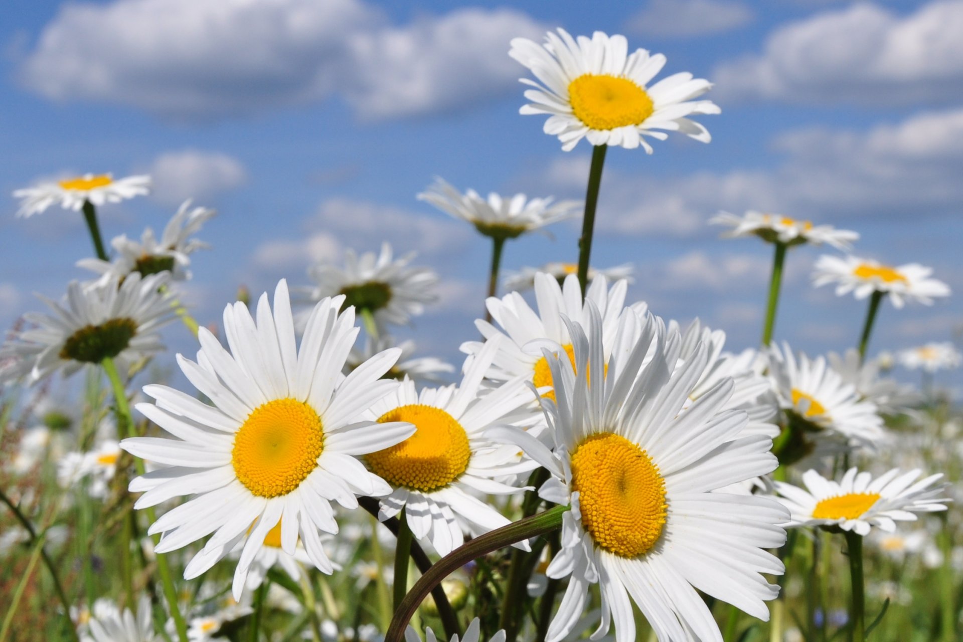 nature fleurs marguerites été