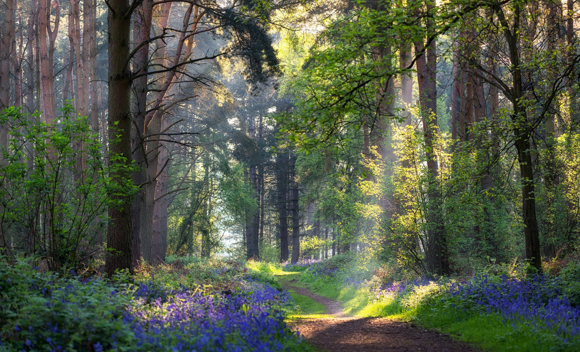 bosque camino flores verano