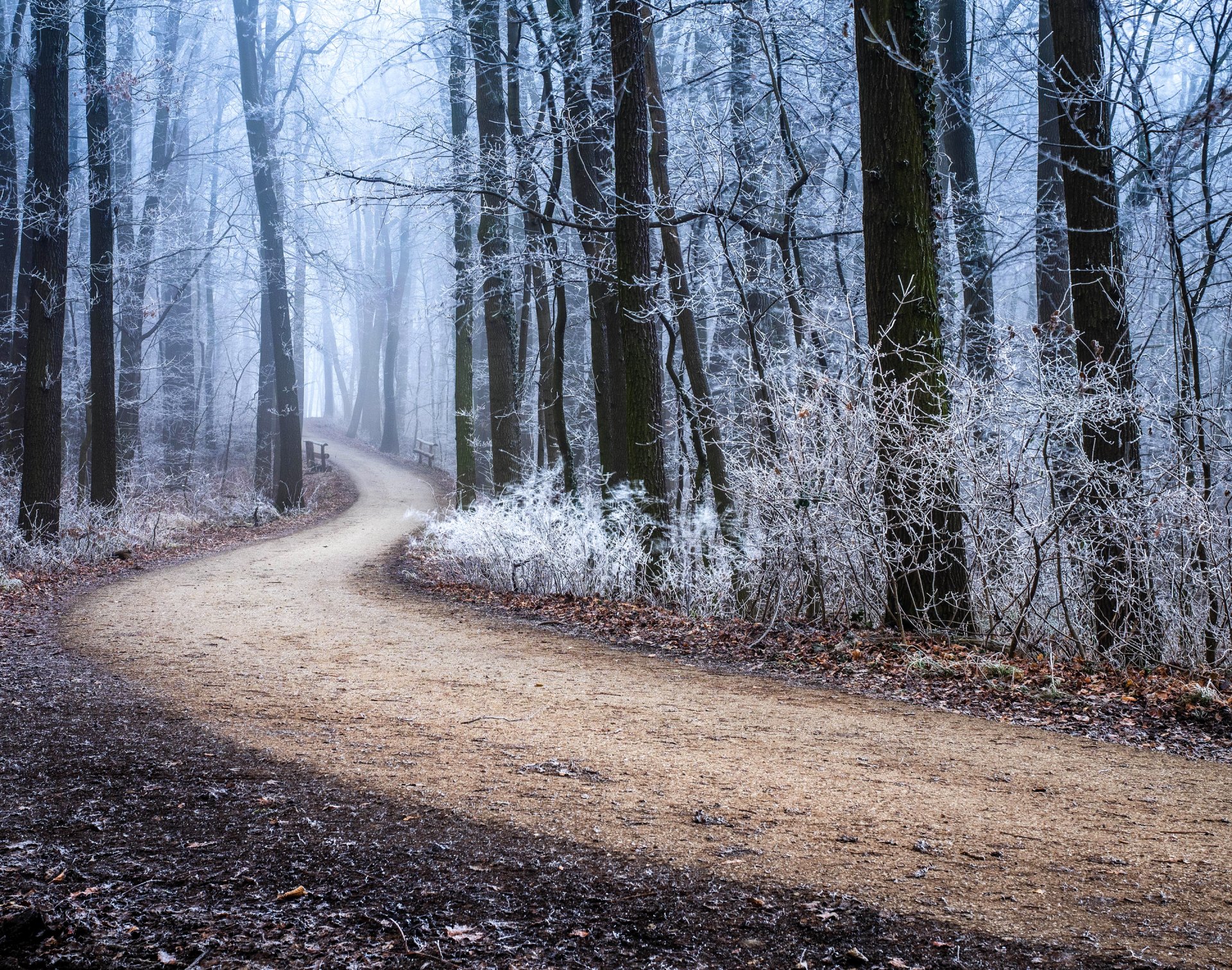 foresta alberi strada autunno gelo