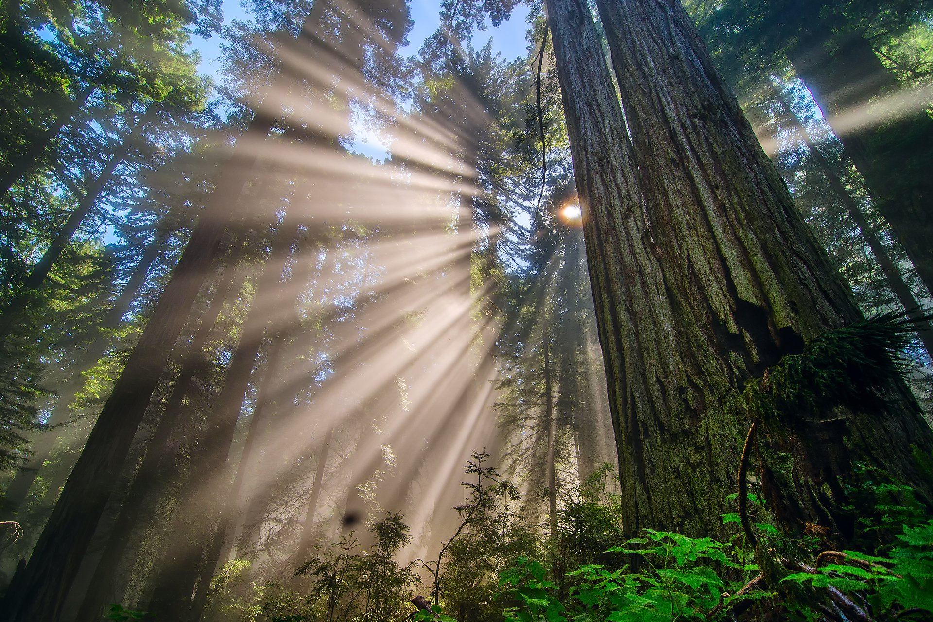 naturaleza estados unidos california parque nacional redwood bosque árboles ramas luz rayos sol