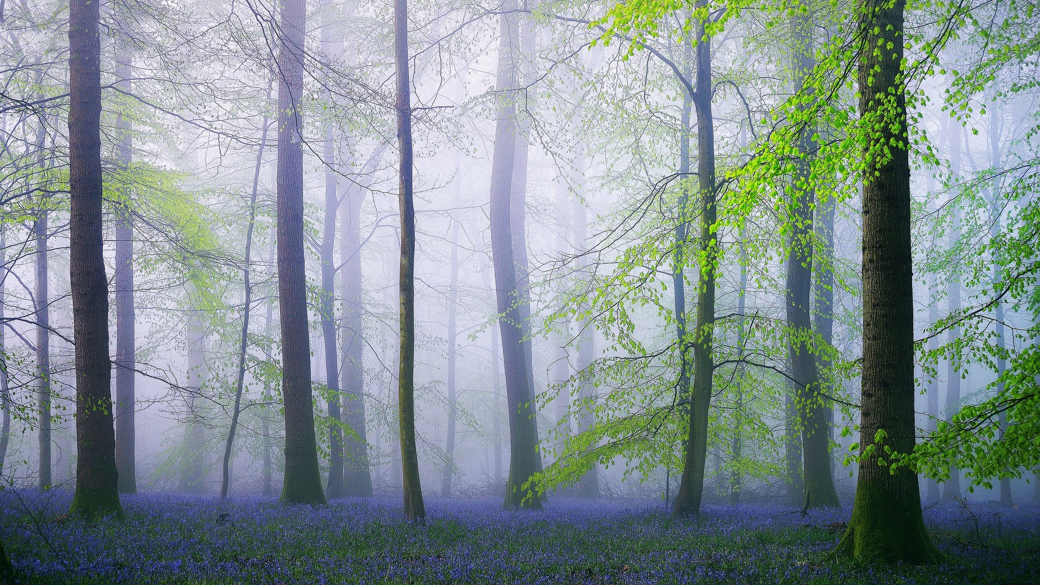 naturaleza inglaterra bosque flores primavera