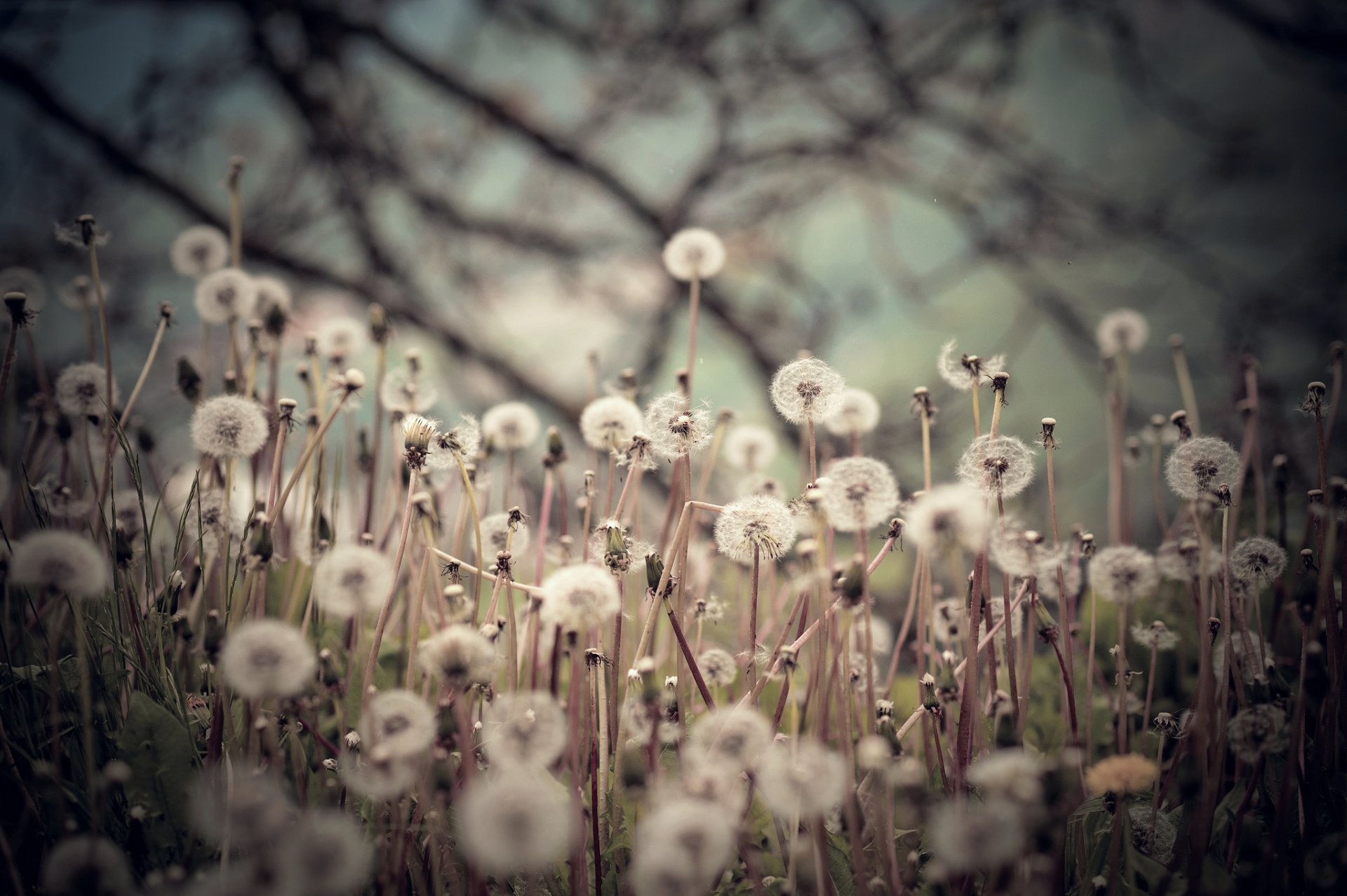 the field dandelions background