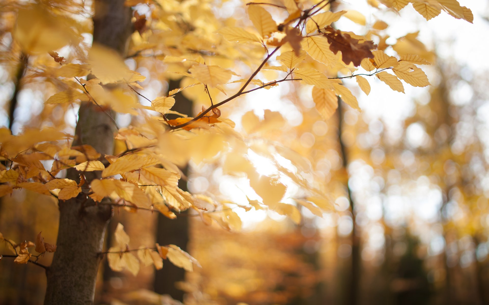 autumn forest park yellow leaves tree close up nature