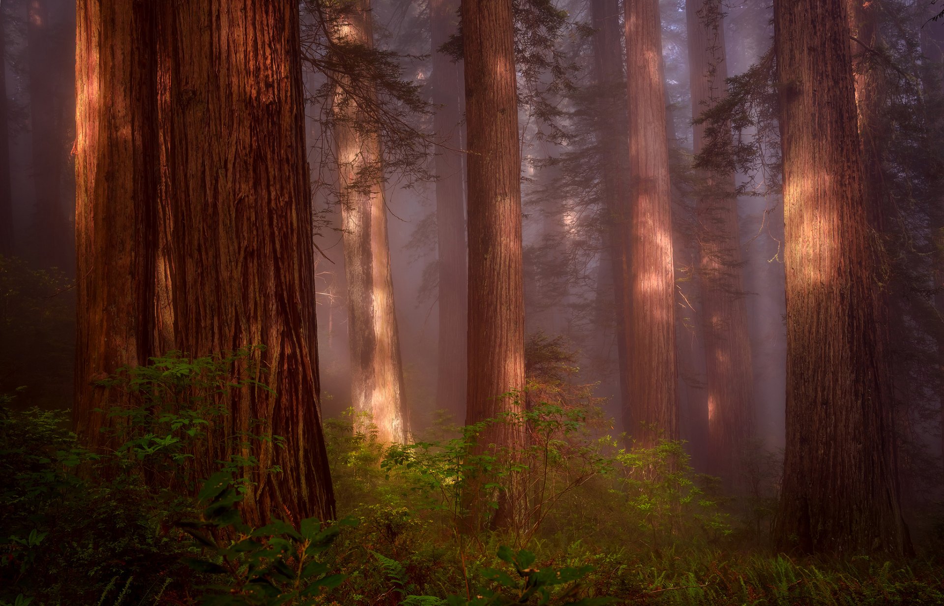 natura stati uniti california settentrionale redwood grove foresta sequoia foschia