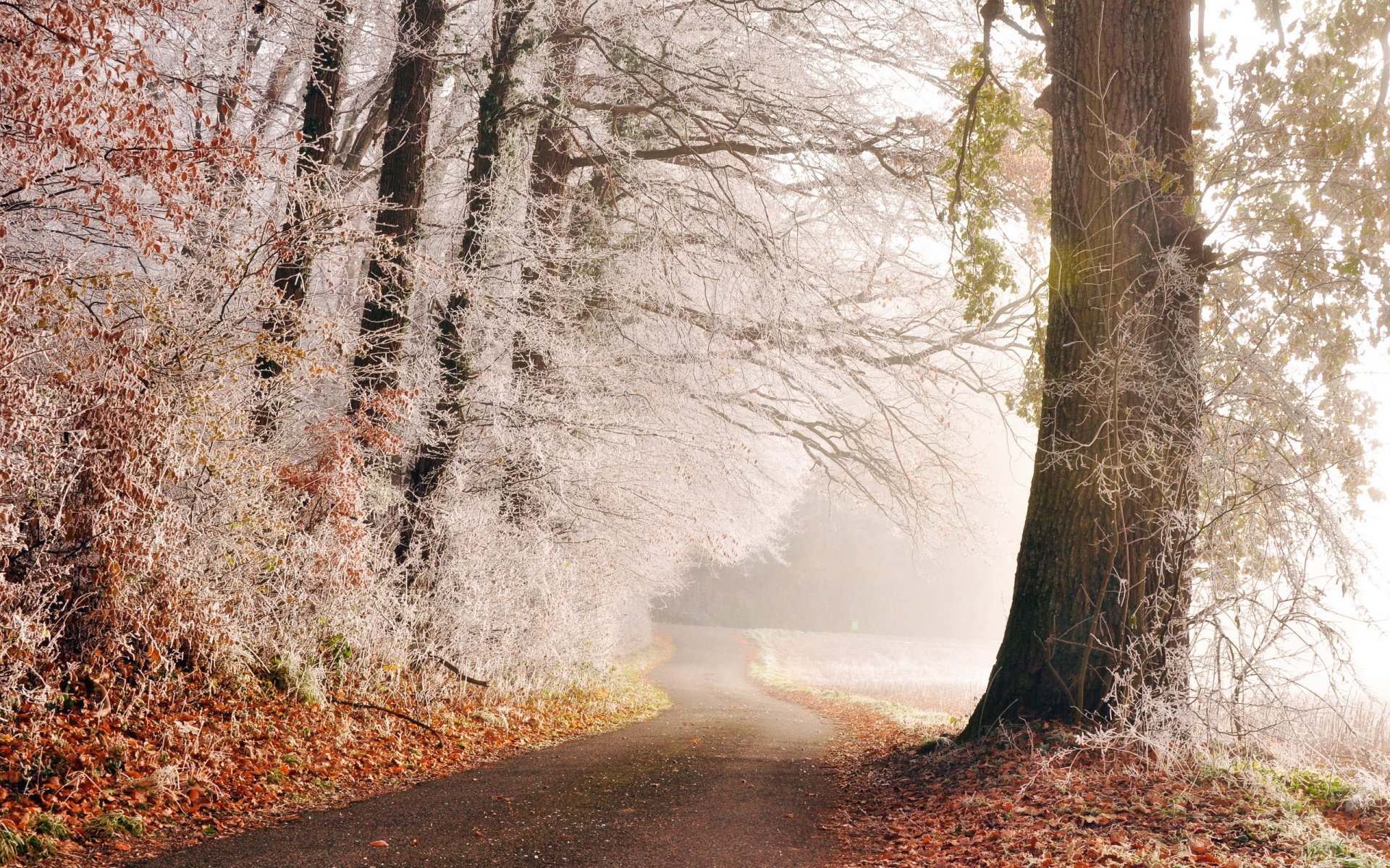 straße bäume frost