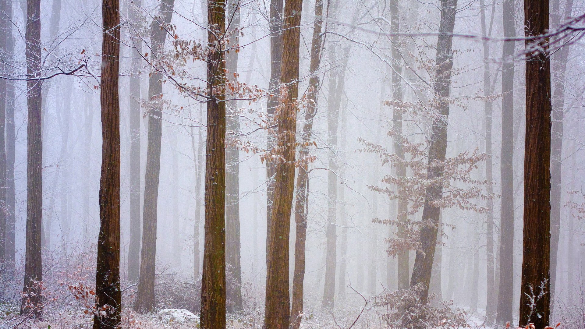 forest snow frost winter