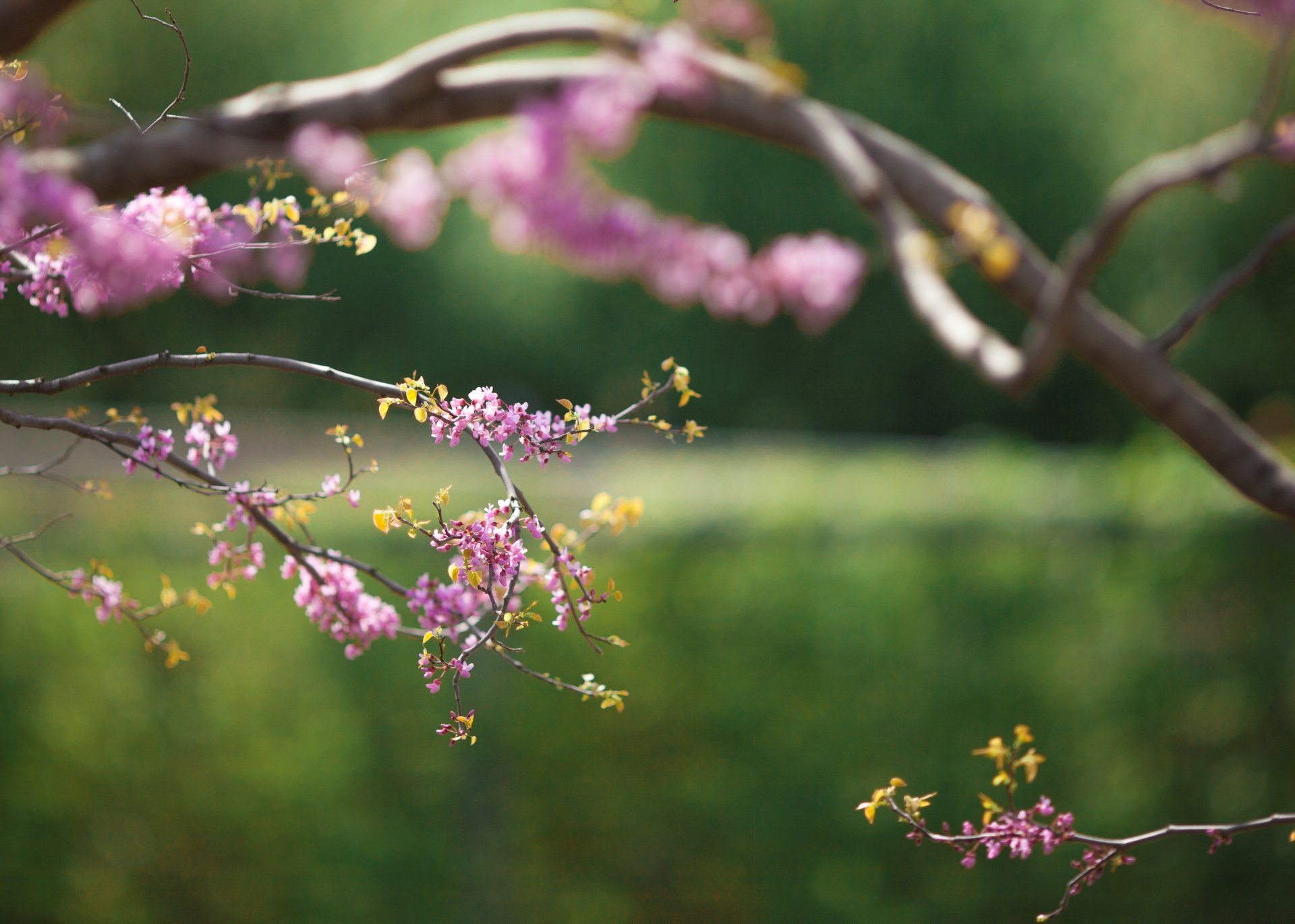 branches fleurs printemps