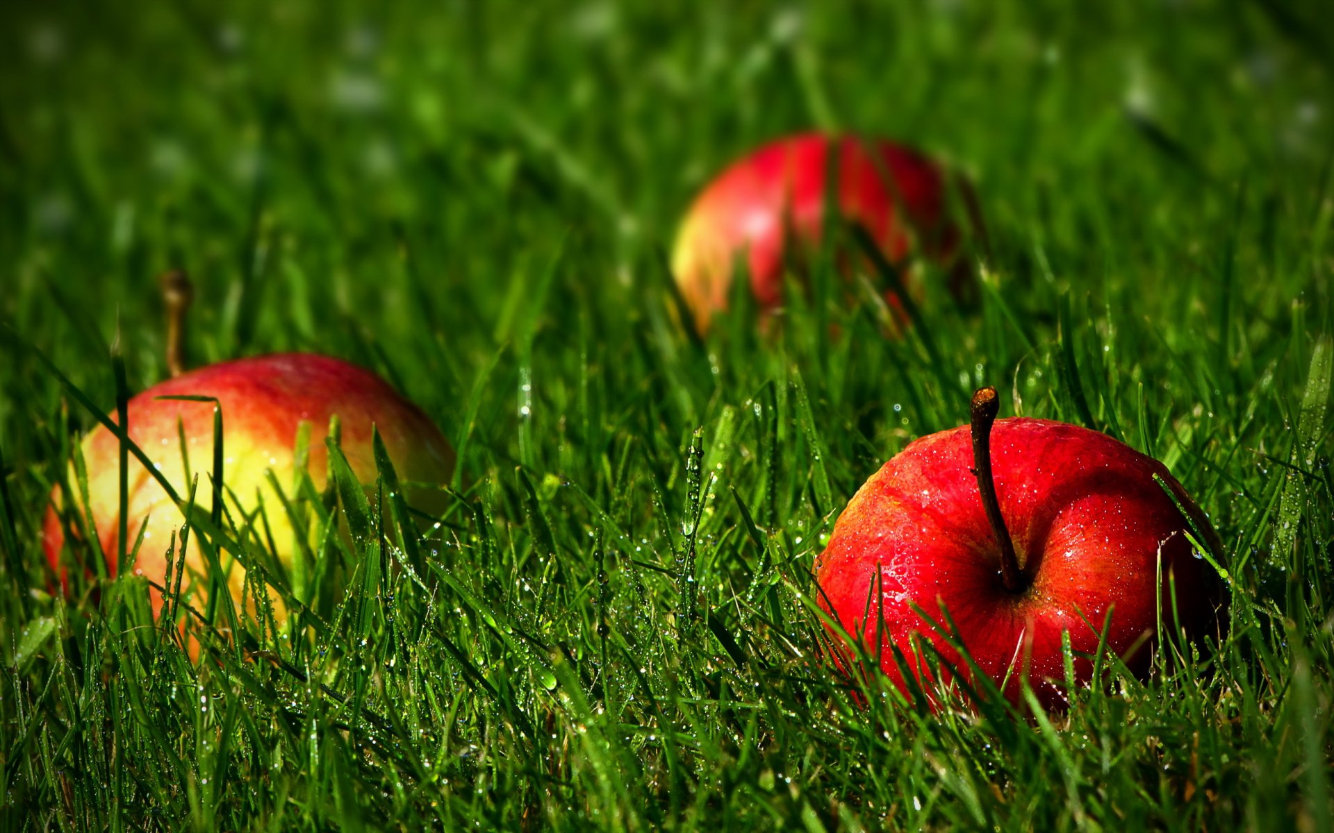 pommes herbe nature