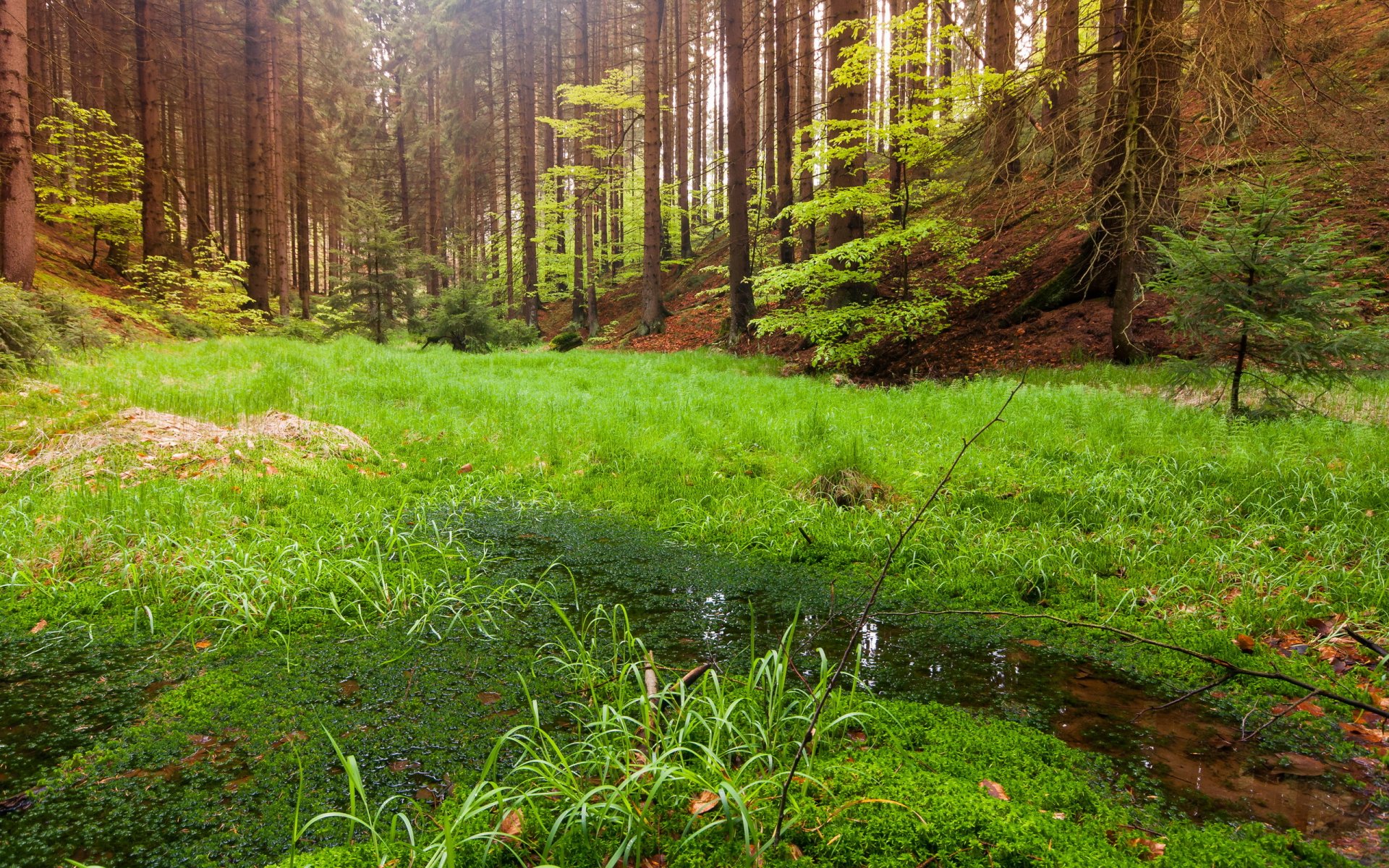 foresta natura paesaggio