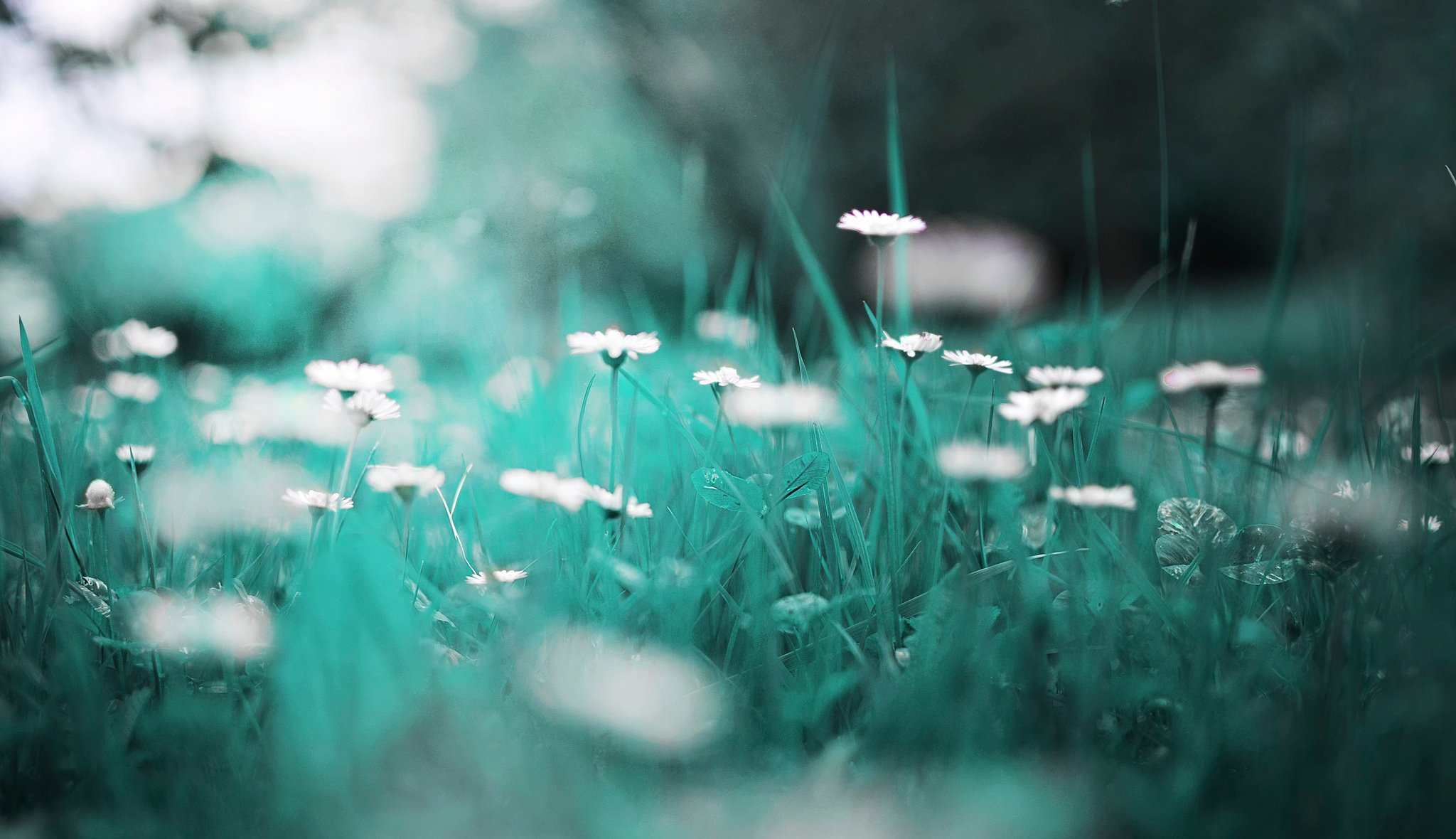 herbe camomille bokeh gros plan