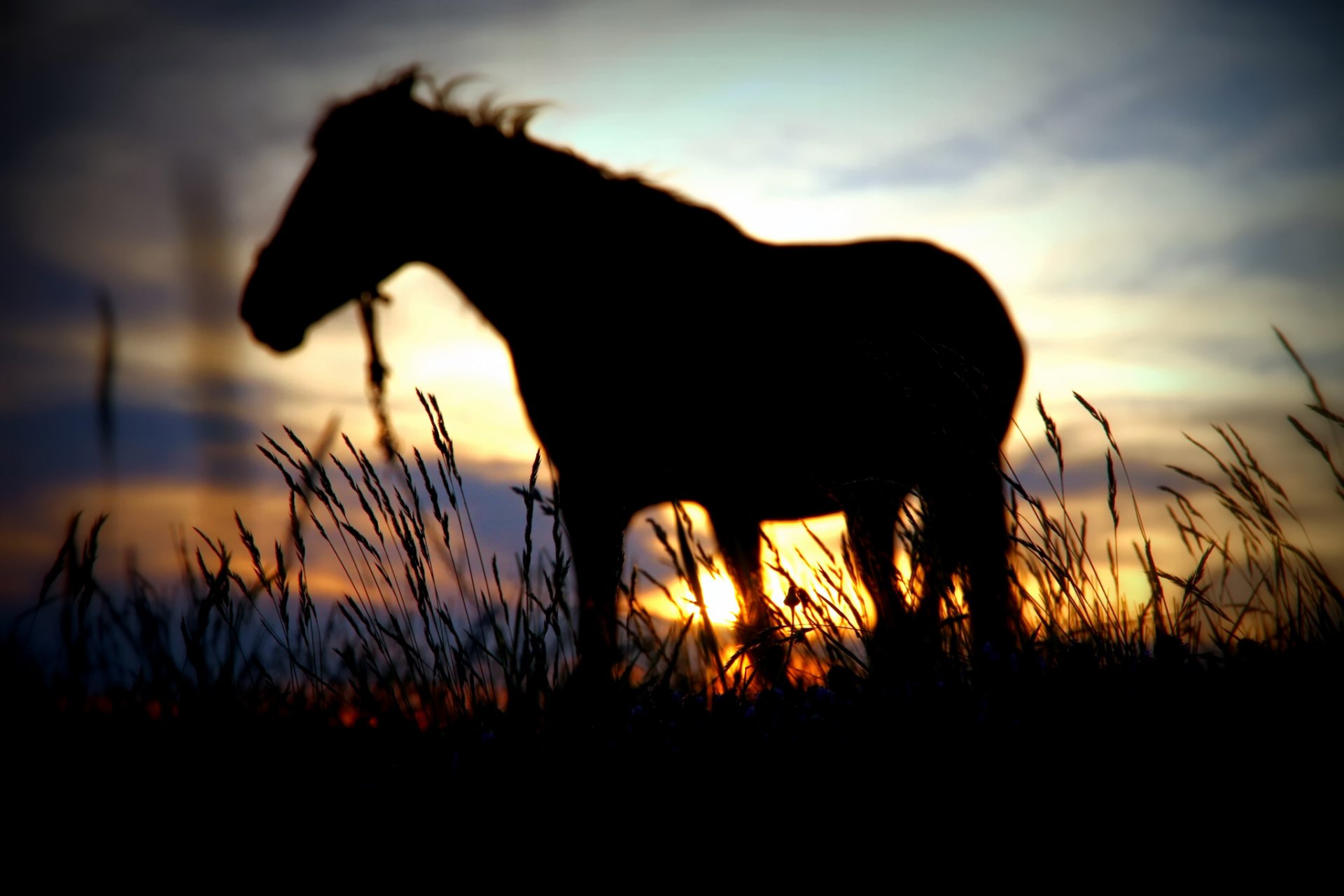 caballo silueta puesta de sol sol desenfoque