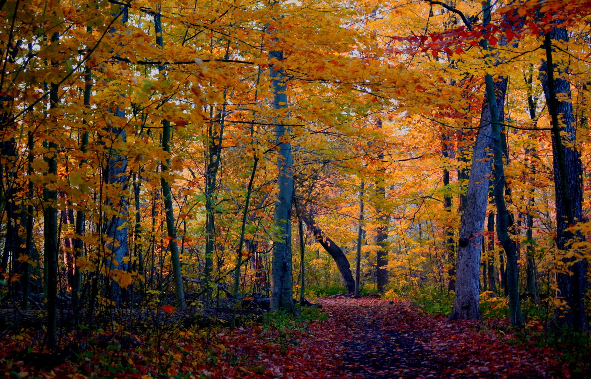 otoño bosque árboles sendero naturaleza foto