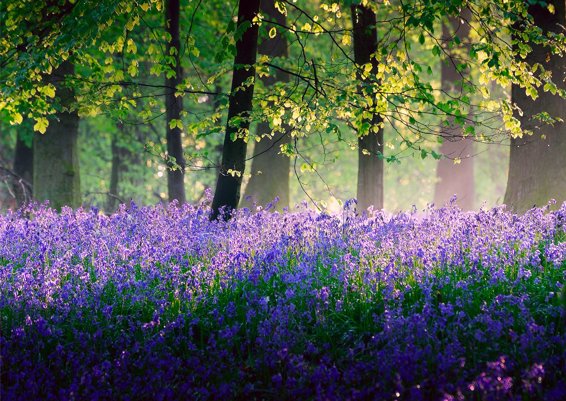 naturaleza inglaterra bosque árboles luz flores campanas primavera mayo