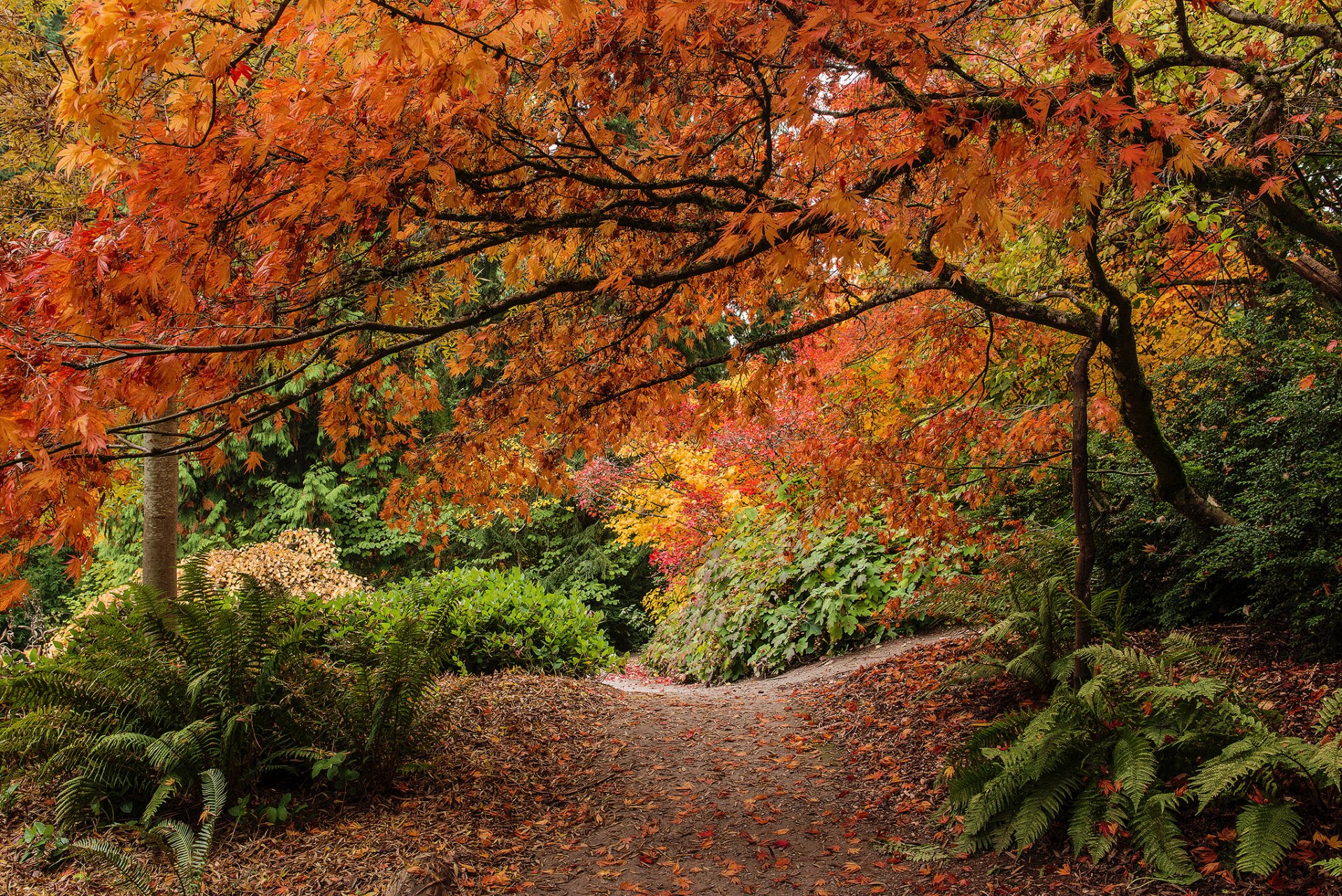 park washington arboretum seattle washington state arboretum bäume blätter farn herbst tropenmantel büsche park