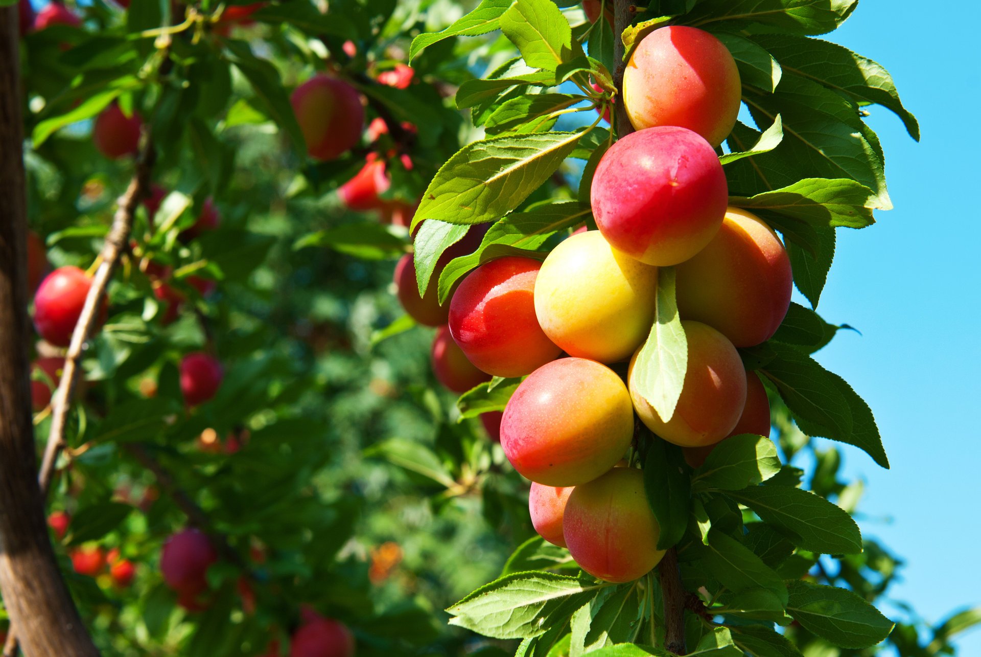 primavera jardín árboles frutas ciruelas maduración