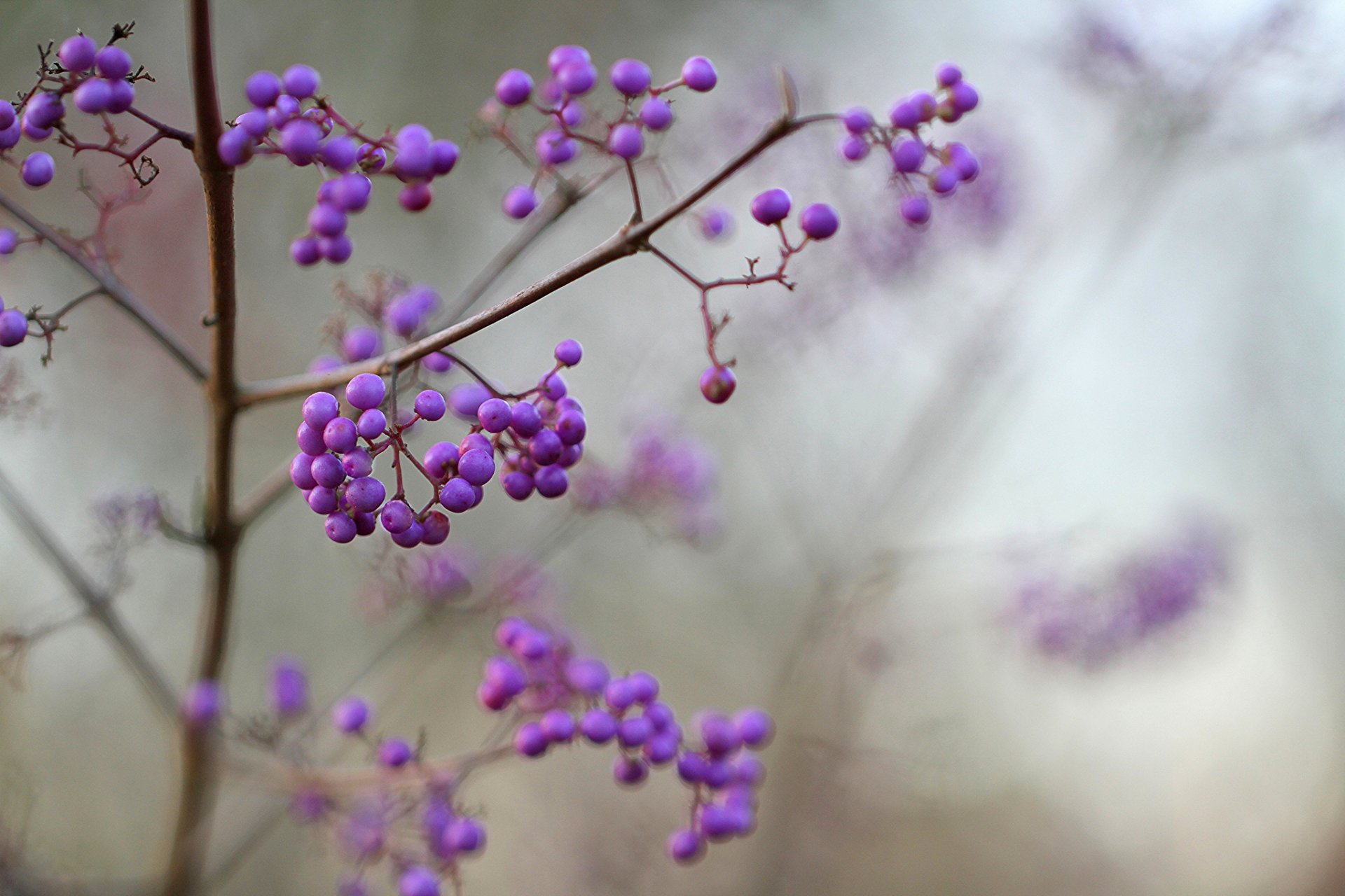 arbuste baies lilas violet belle plante callicarpa macro mise au point flou