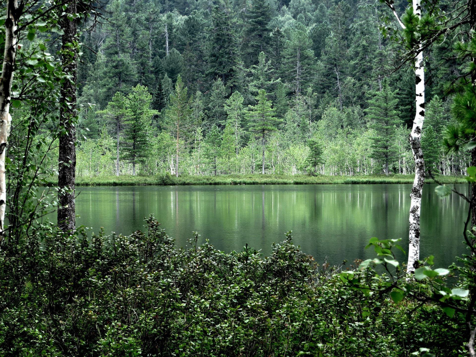 natura alberi acqua riflessione estate foresta