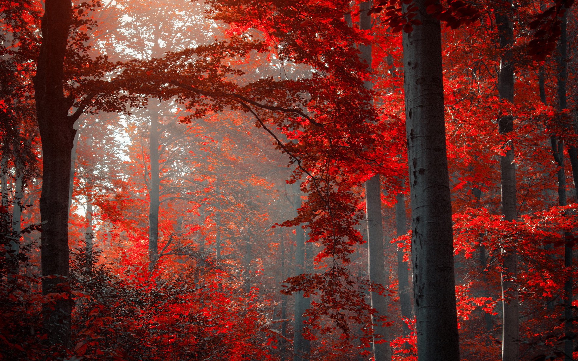 forêt arbres nature