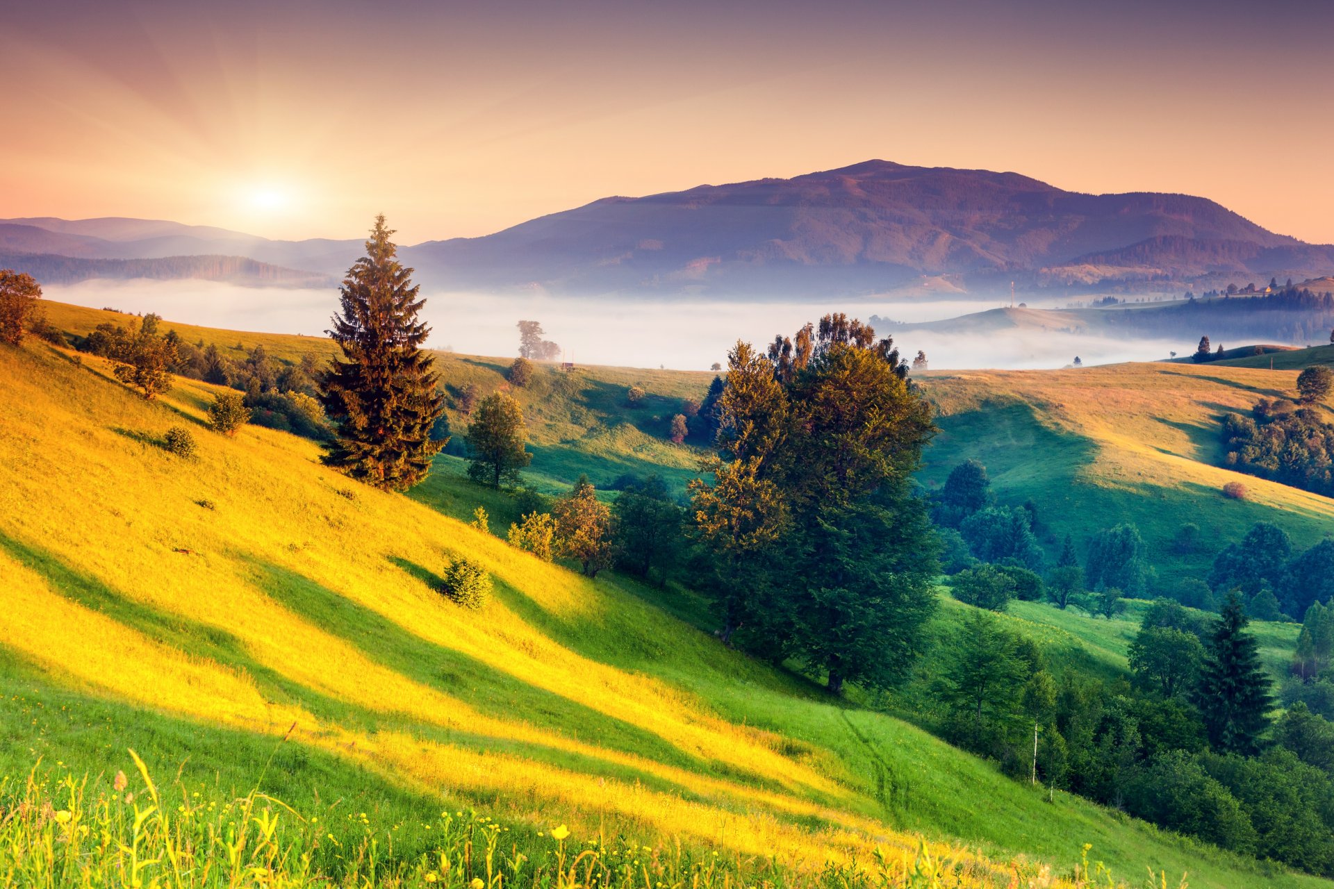 collines brouillard soleil arbres aube