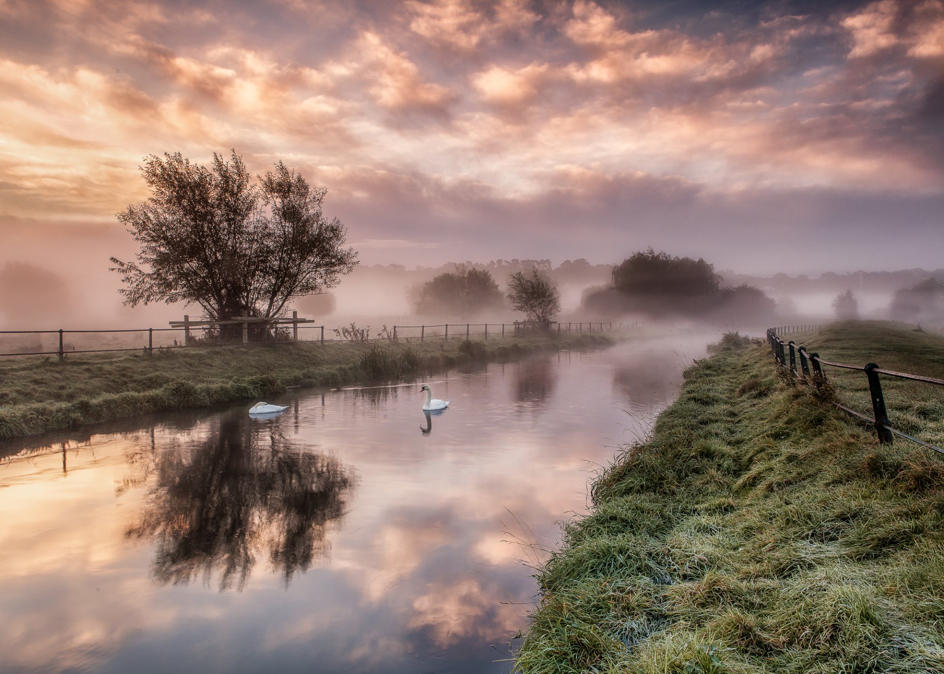 amanecer río cisnes valla hierba árboles niebla