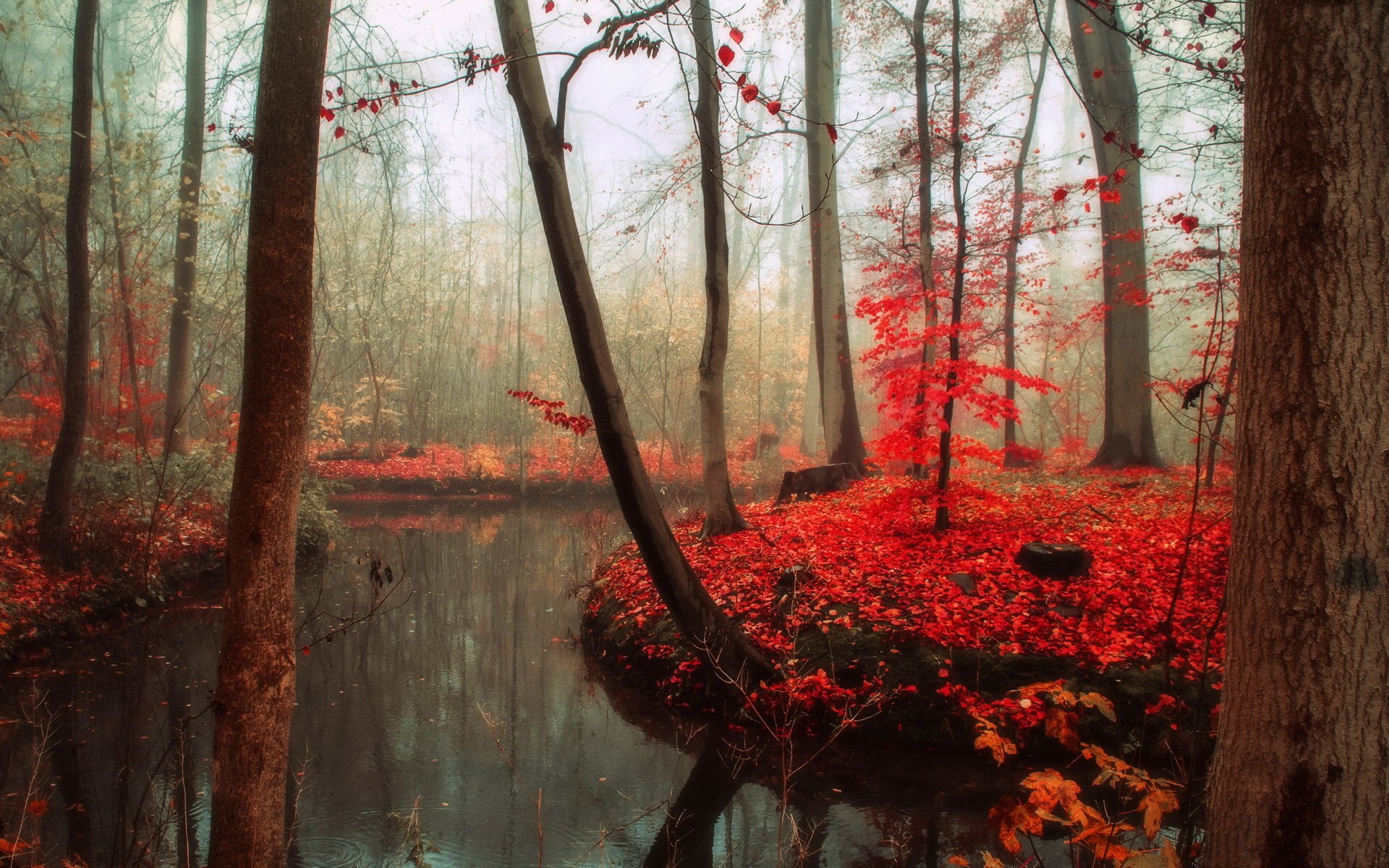 wald herbst natur