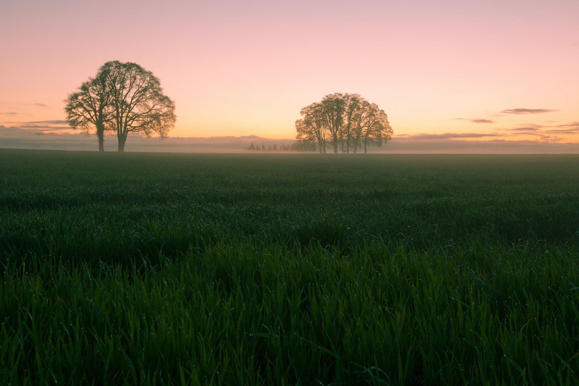 feld lichtung gras bäume abend sonnenuntergang himmel wolken