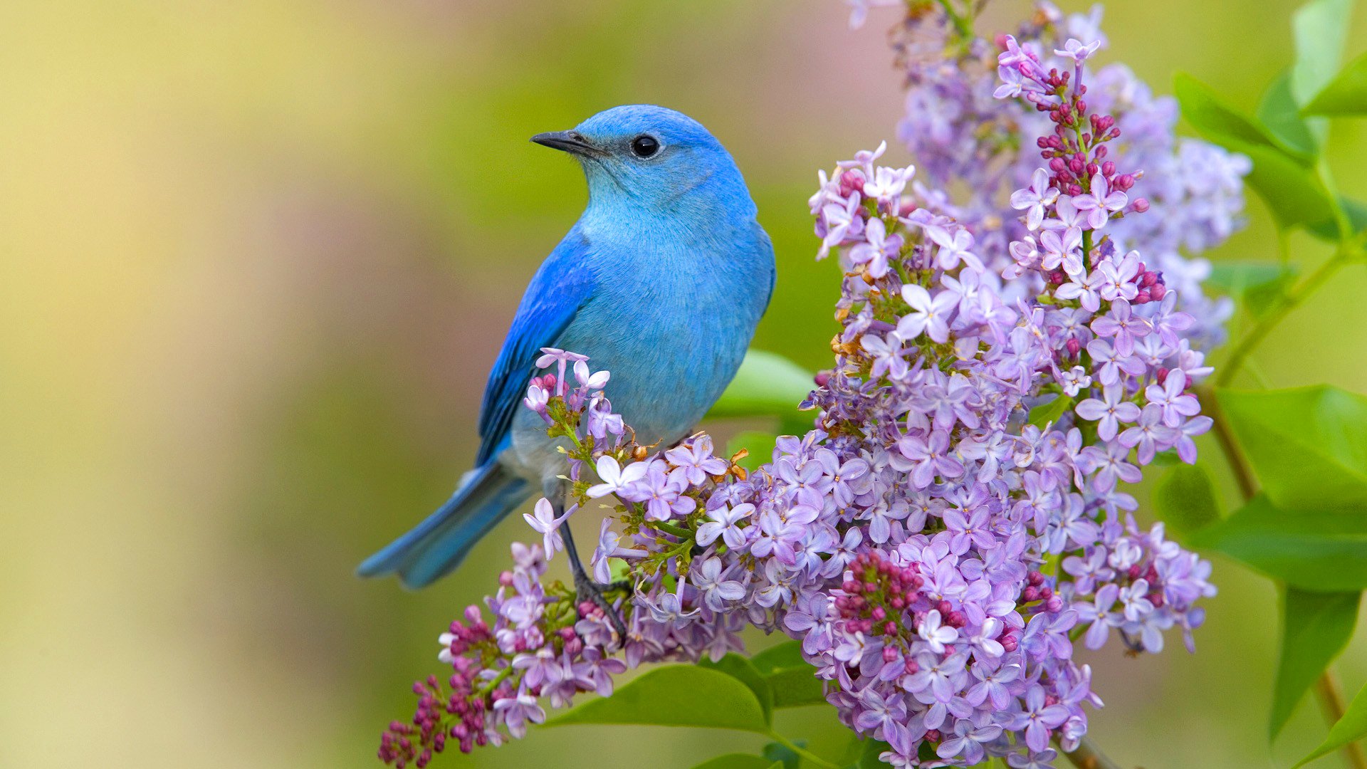 pájaro primavera flores lila