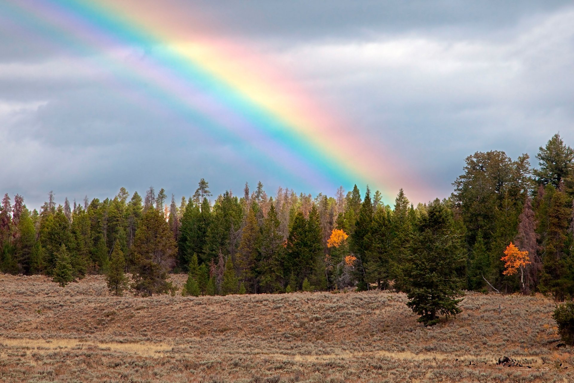 forest rainbow bear autumn