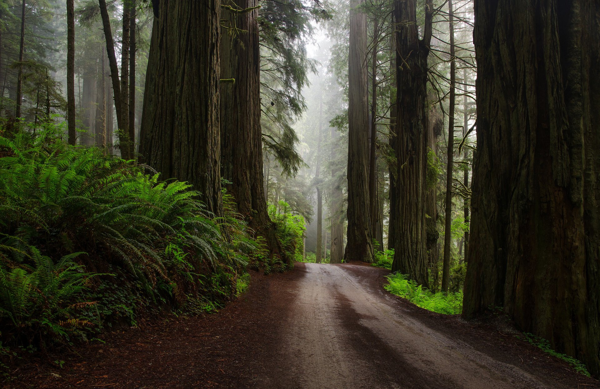 naturaleza estados unidos bosque secuoyas helechos carretera después de la lluvia