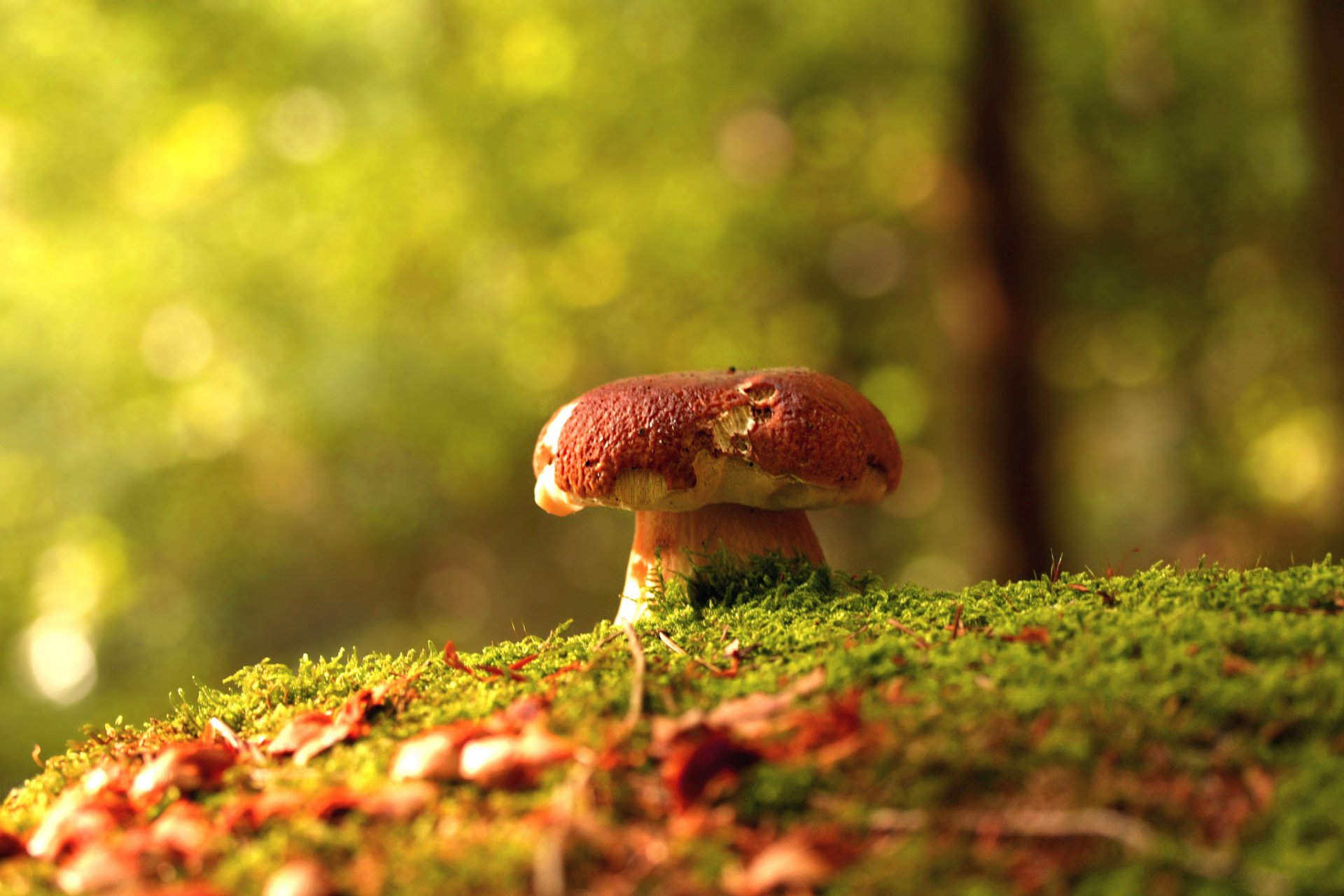 autunno foresta funghi