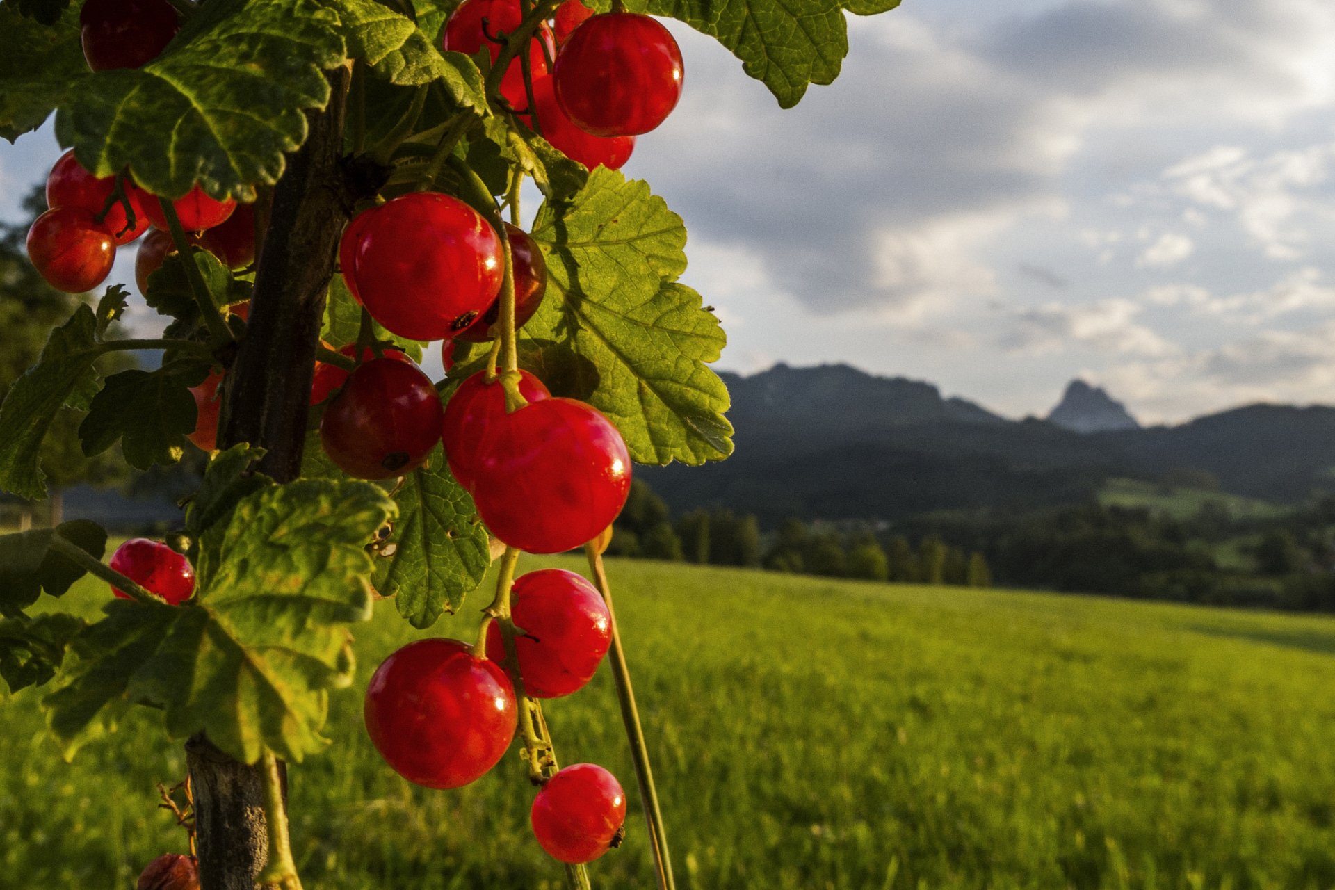 natura bacca ribes rosso foglie campo cielo