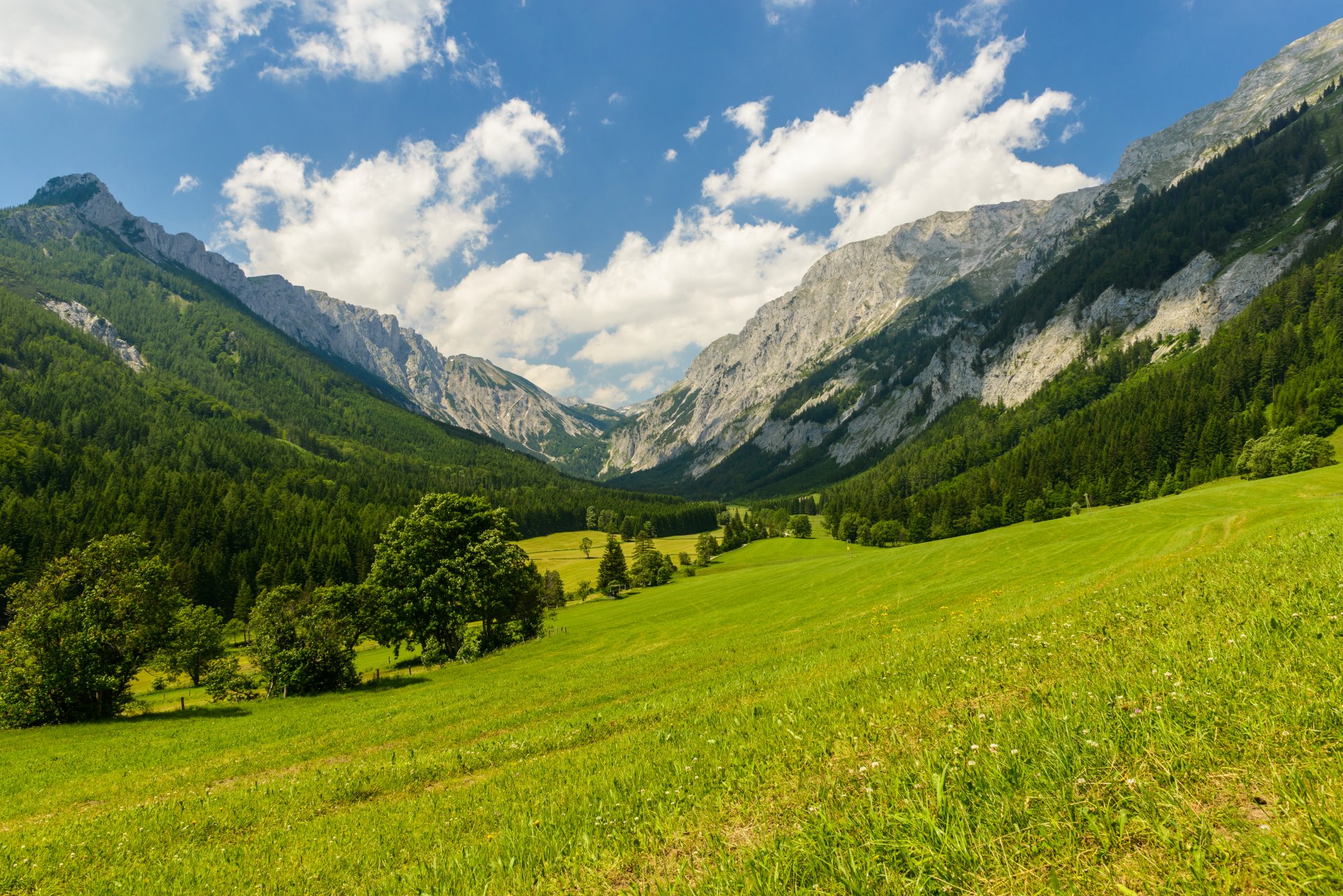 nature mountains trees clearing meadow