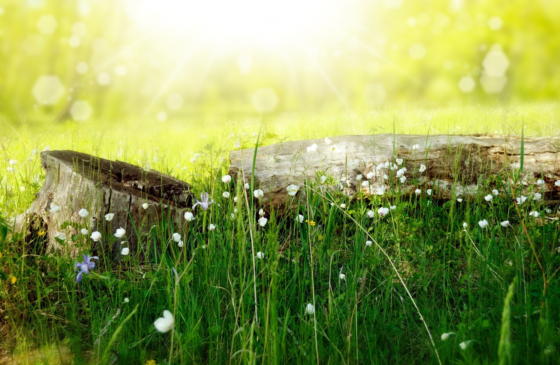 ummer nature stump grass flower light bokeh log larisa koshkina