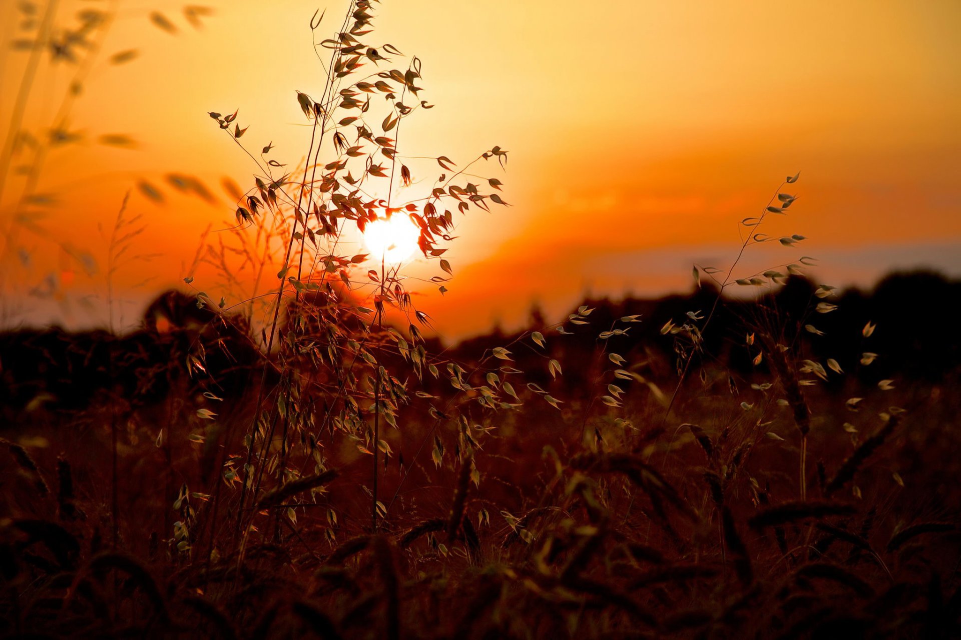 estate tramonto sole erba macro