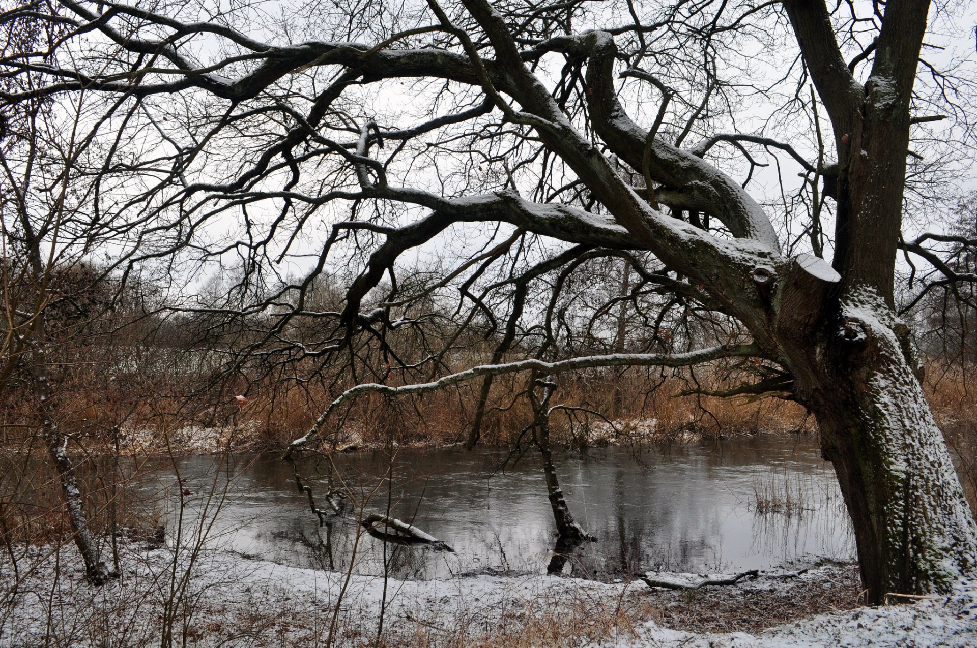 baum fluss schnee winter