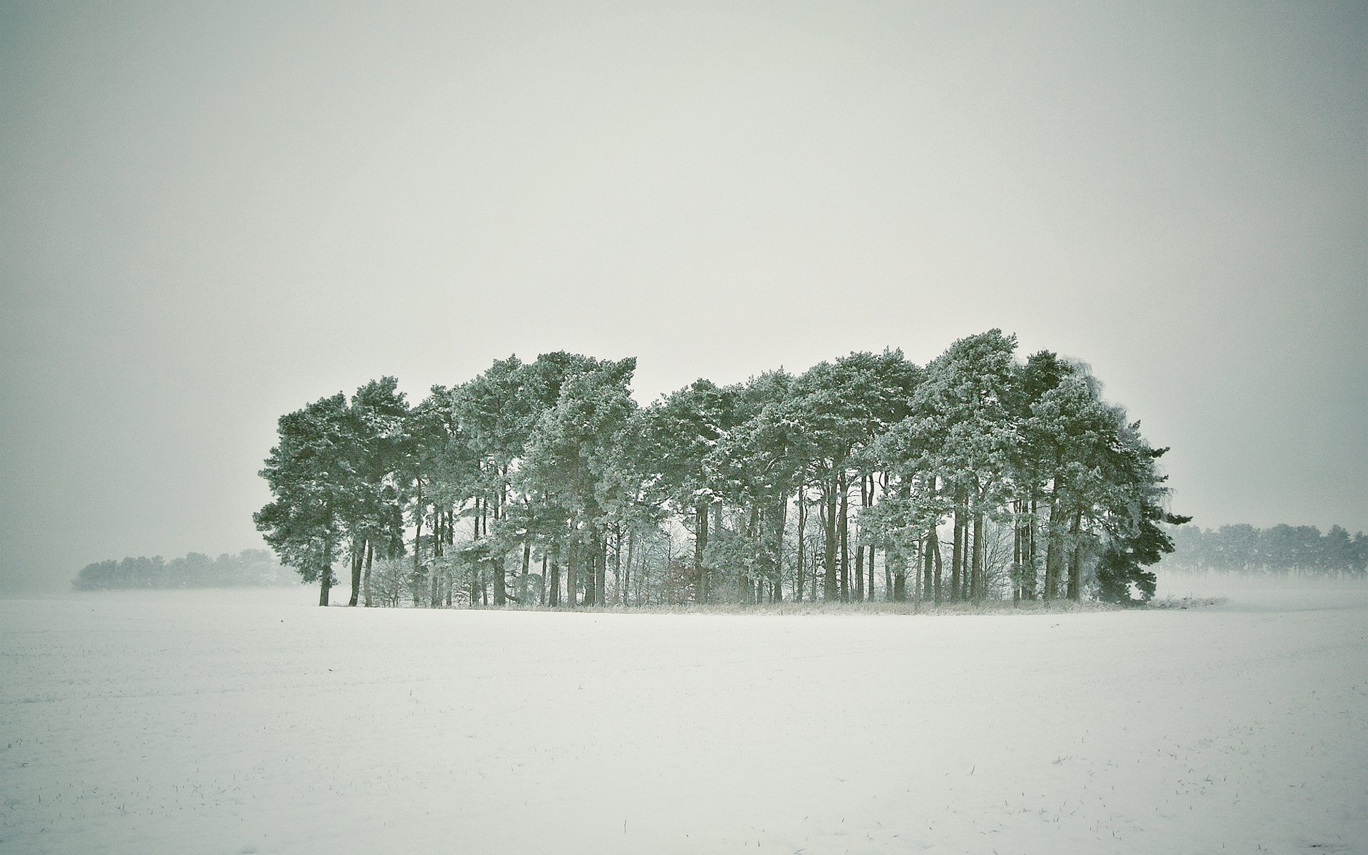 hiver neige arbres forêt blizzard enneigé