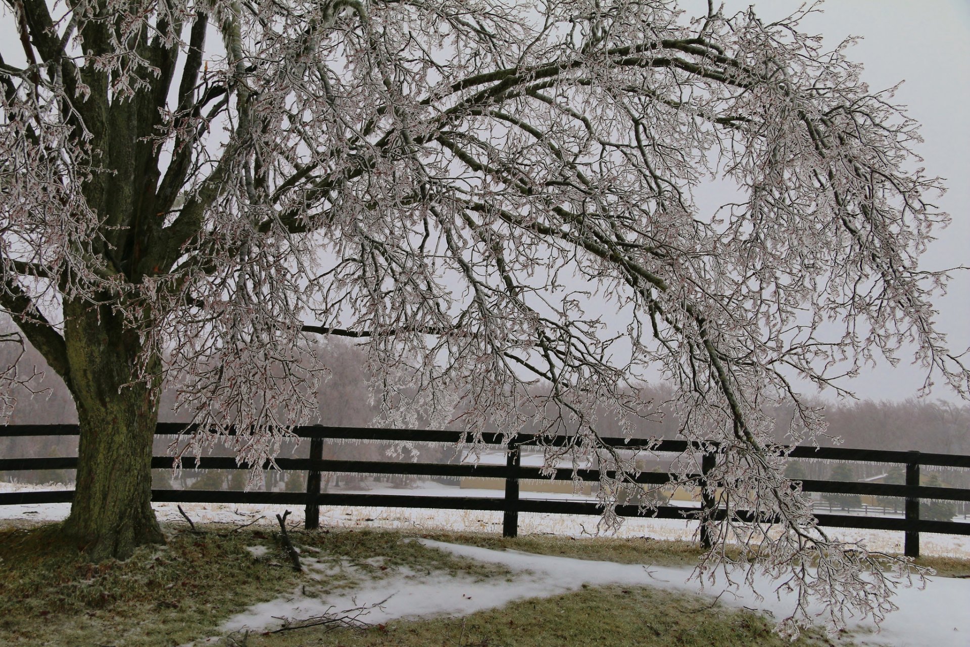 fence tree snow next icicle